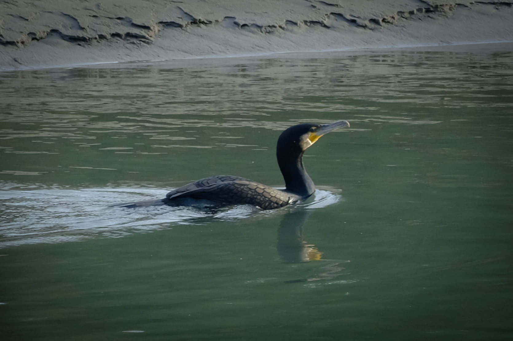Cormorani (4)