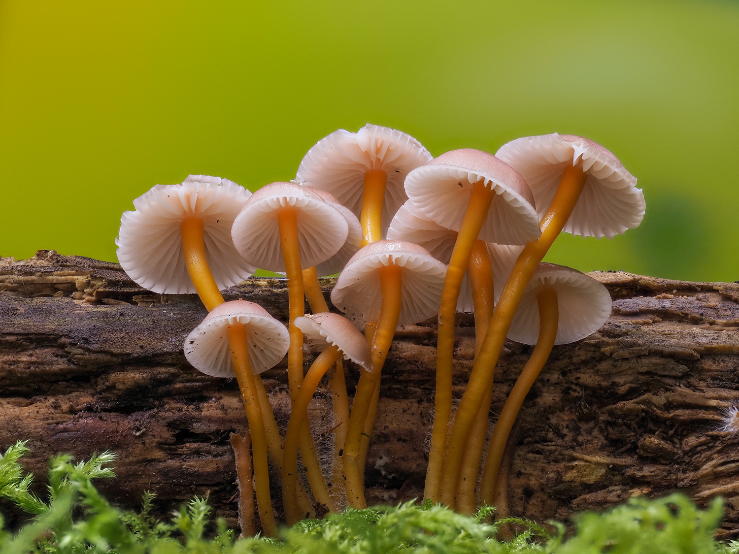 Mycena renatii