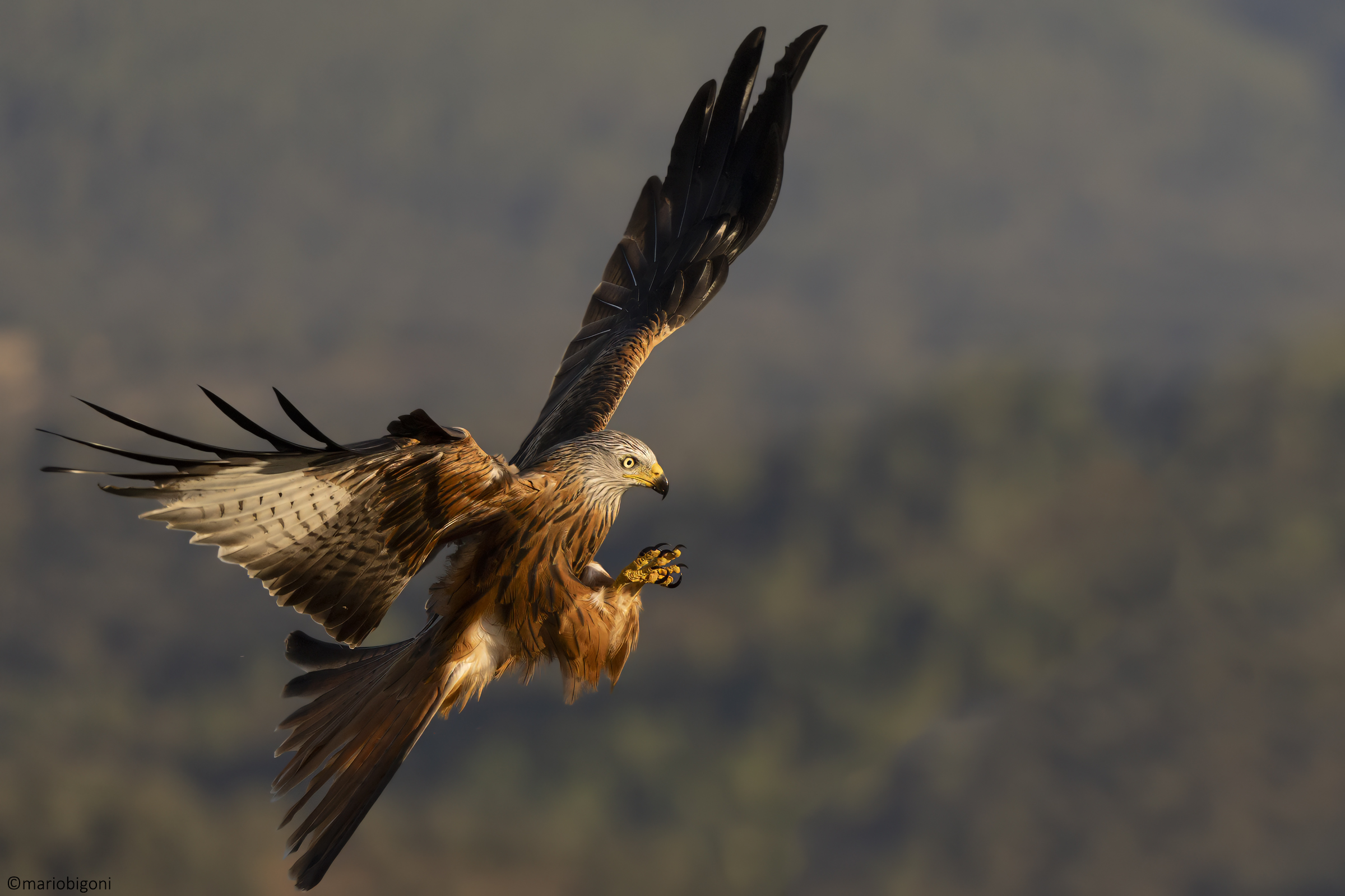 Red kite