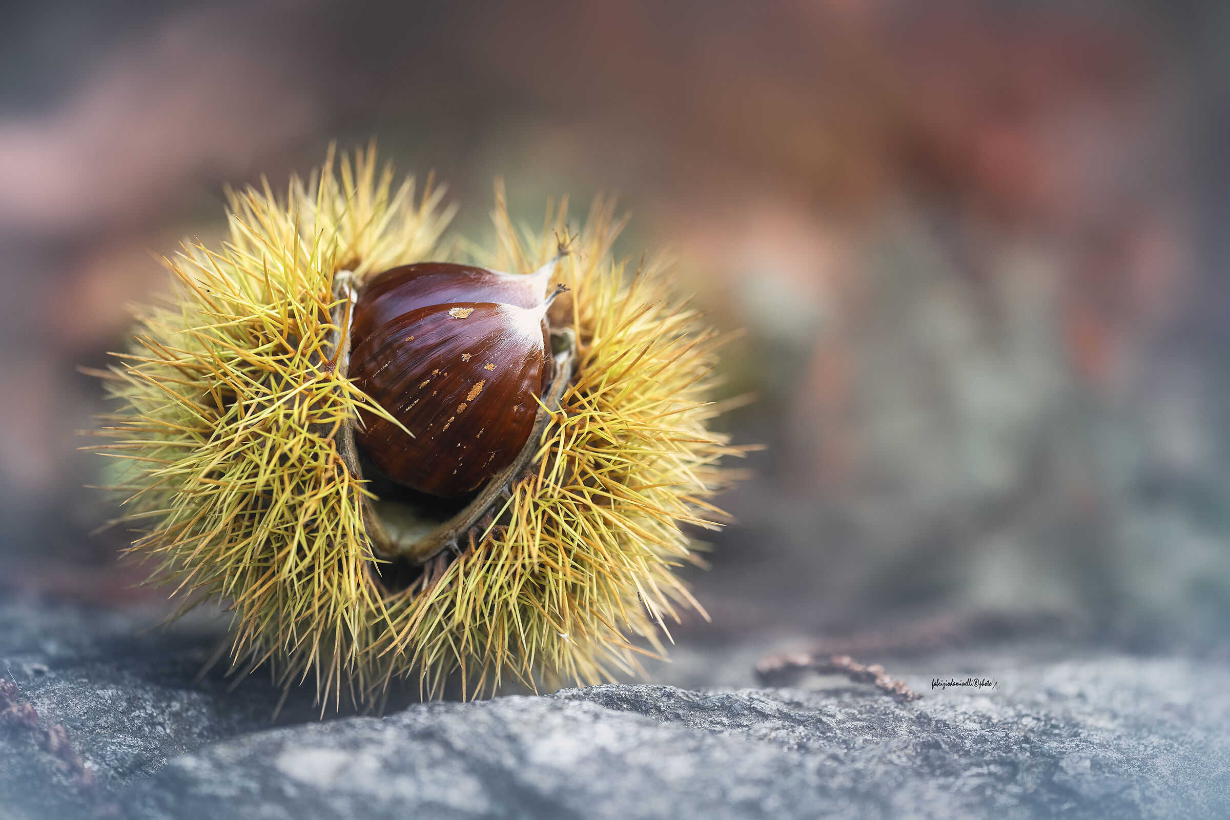Chestnut time