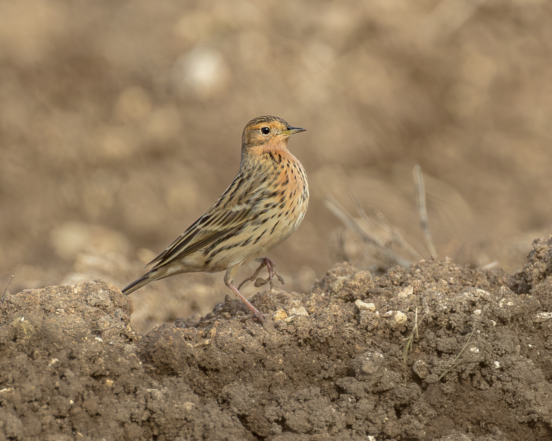 Red-throated pipit