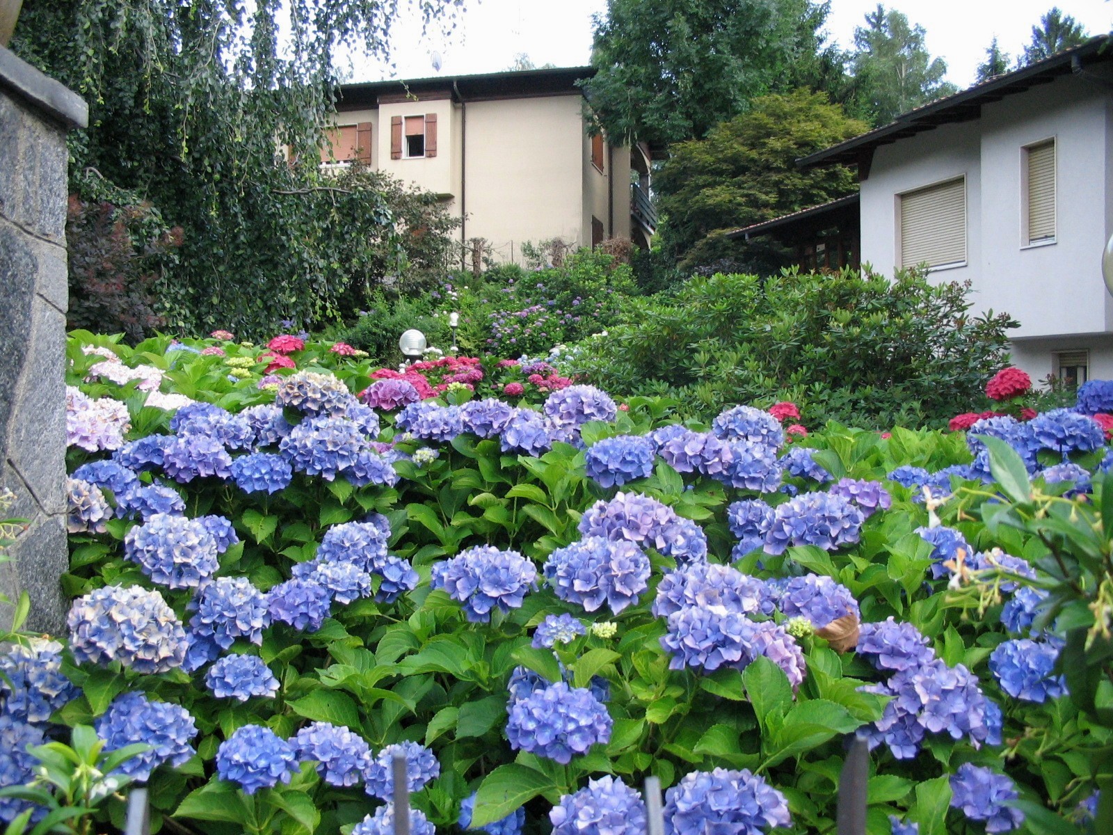 The valley of hydrangeas