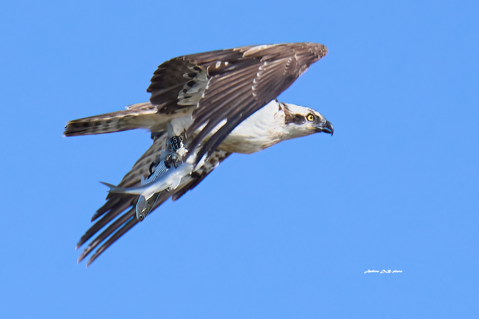 Falco pescatore anno 2024