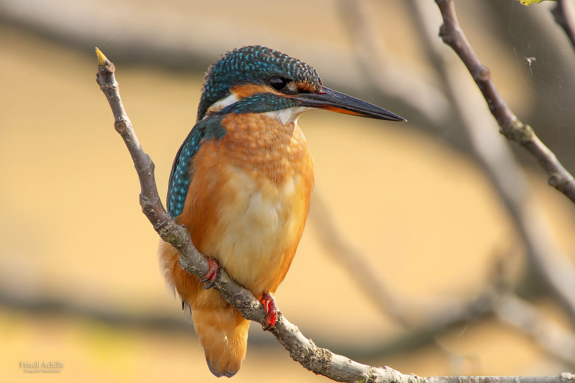 Kingfisher