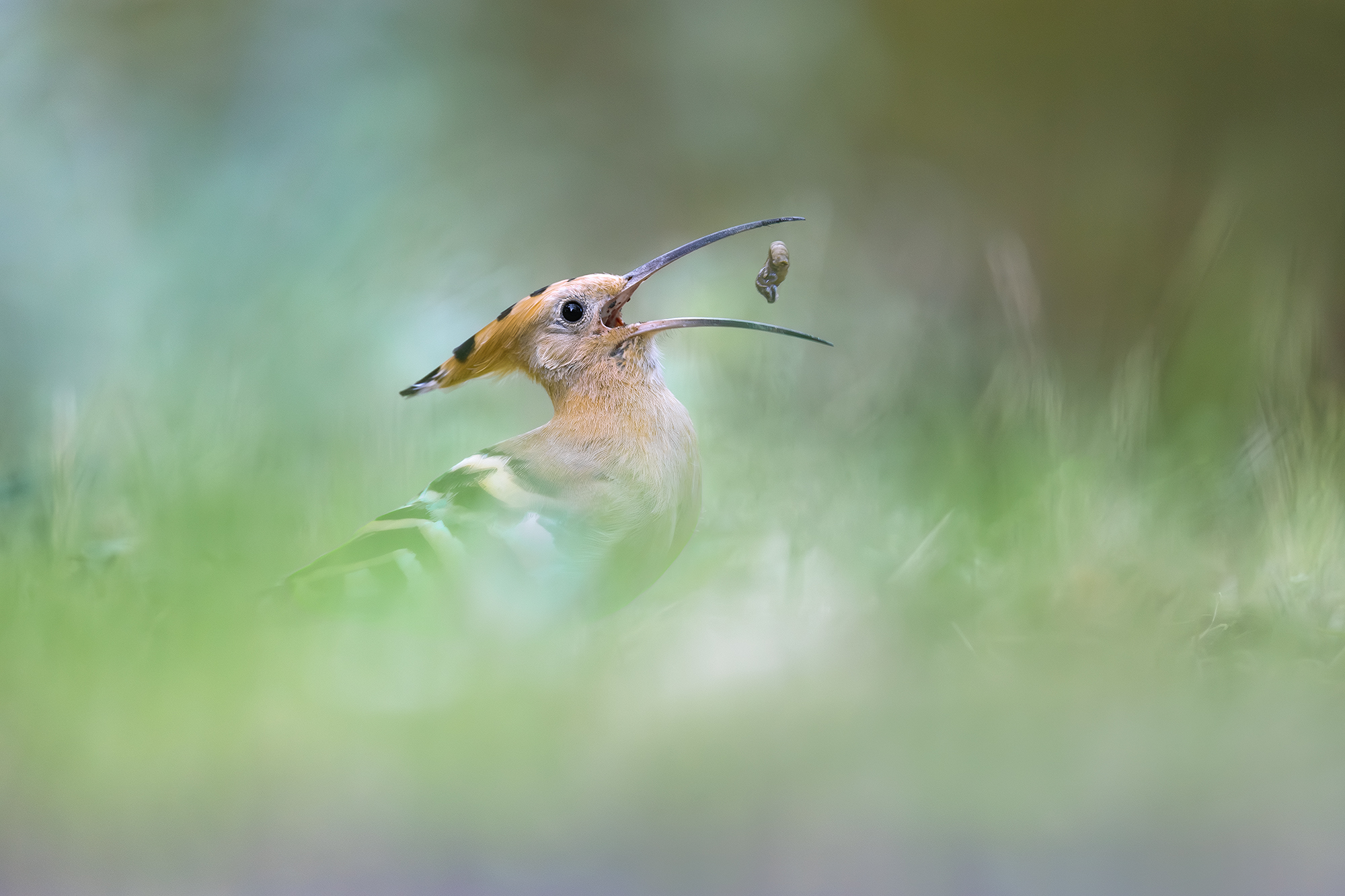 Hoopoe