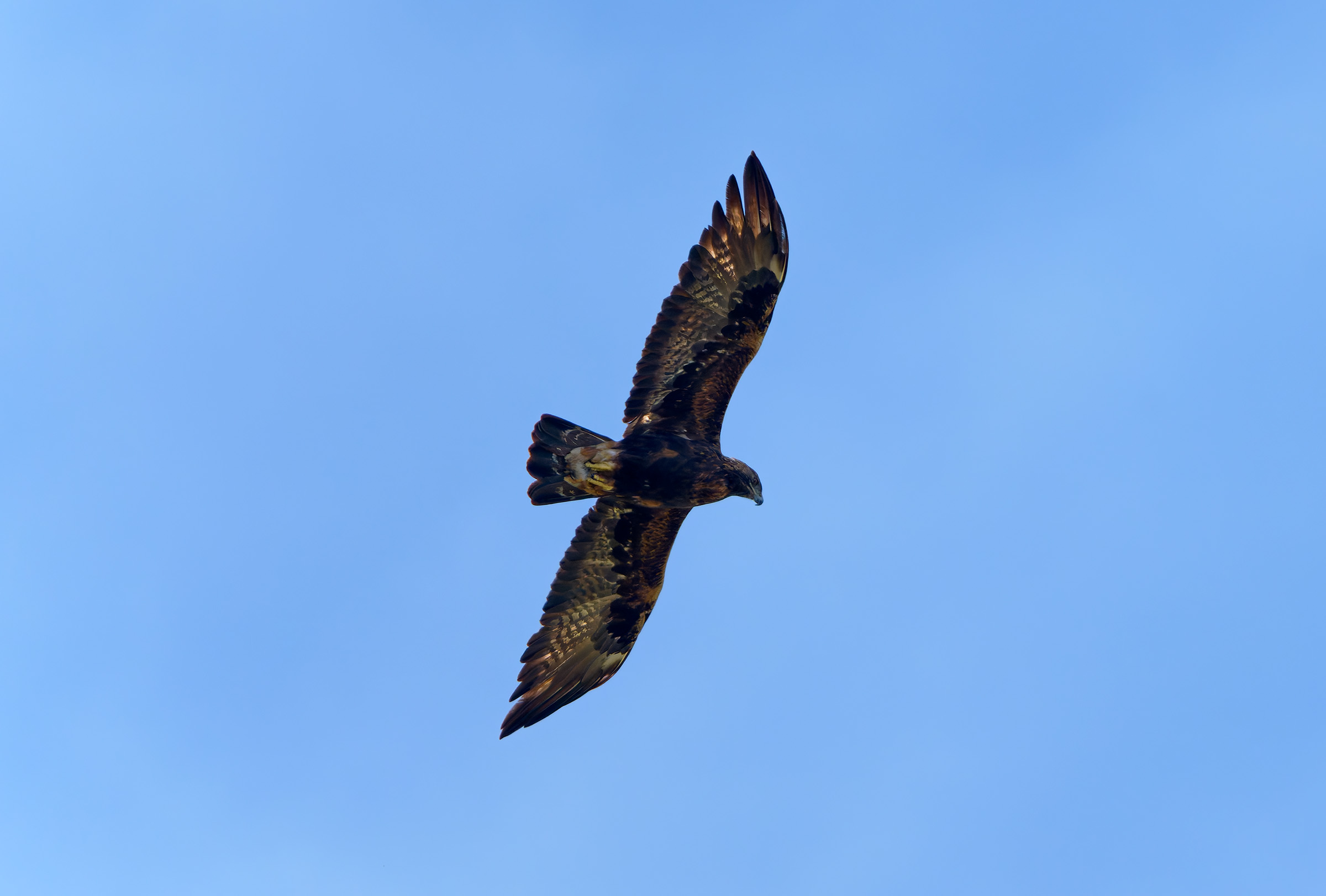 Golden eagle