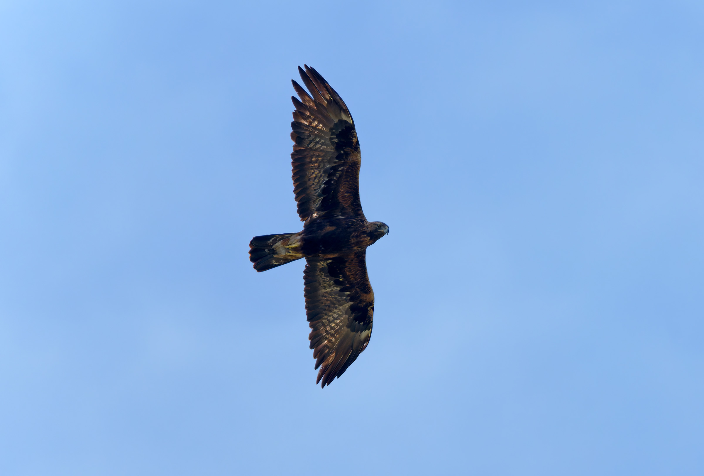 Golden eagle