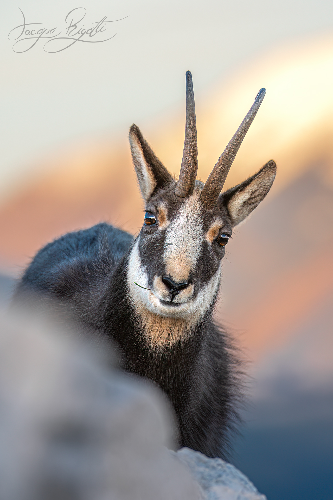 Chamois