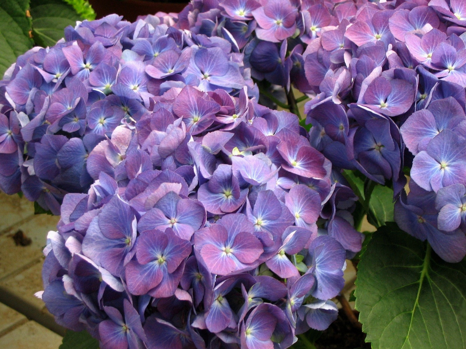 Hydrangea Capoccioni