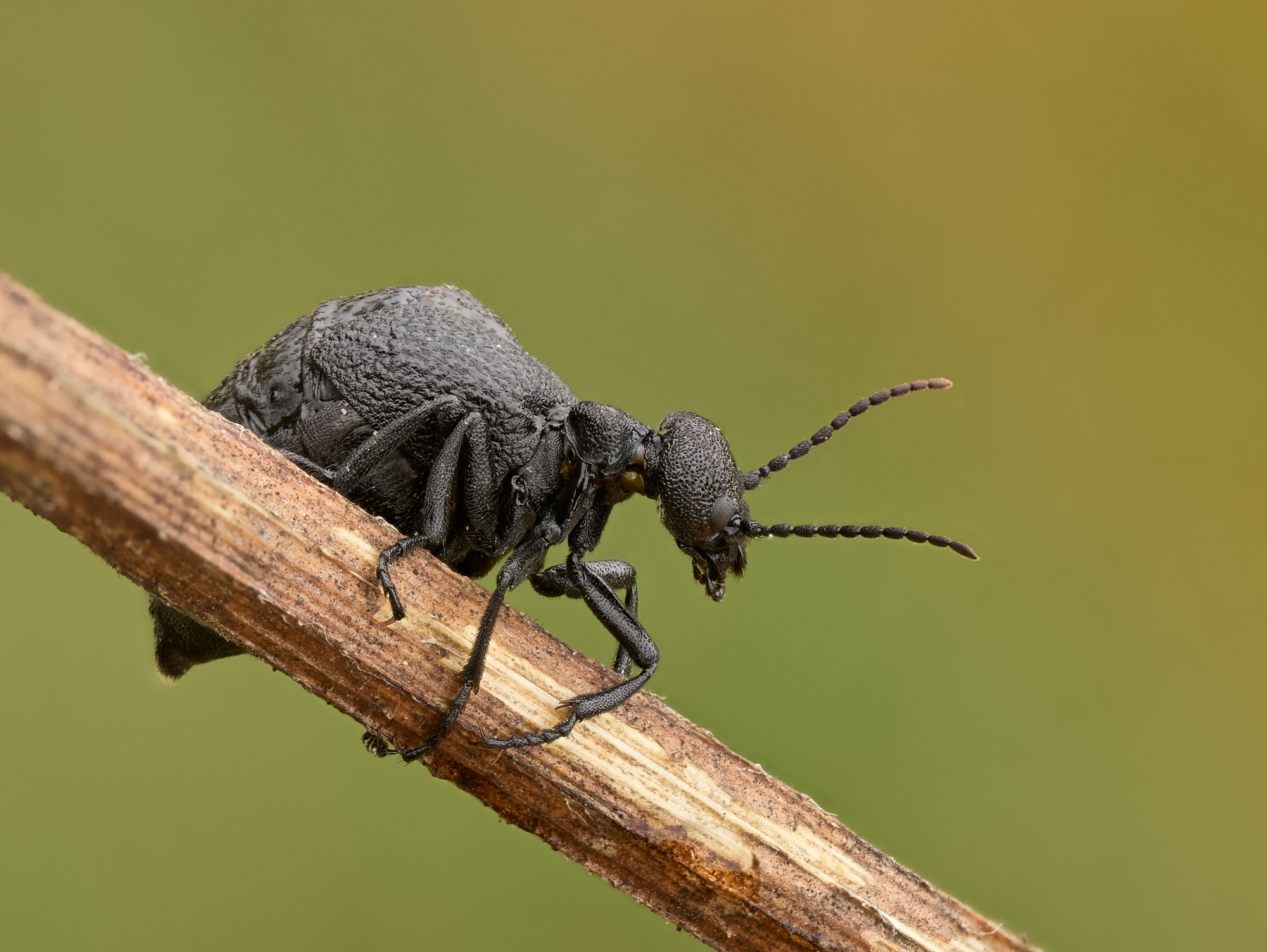 Meloe rugosus