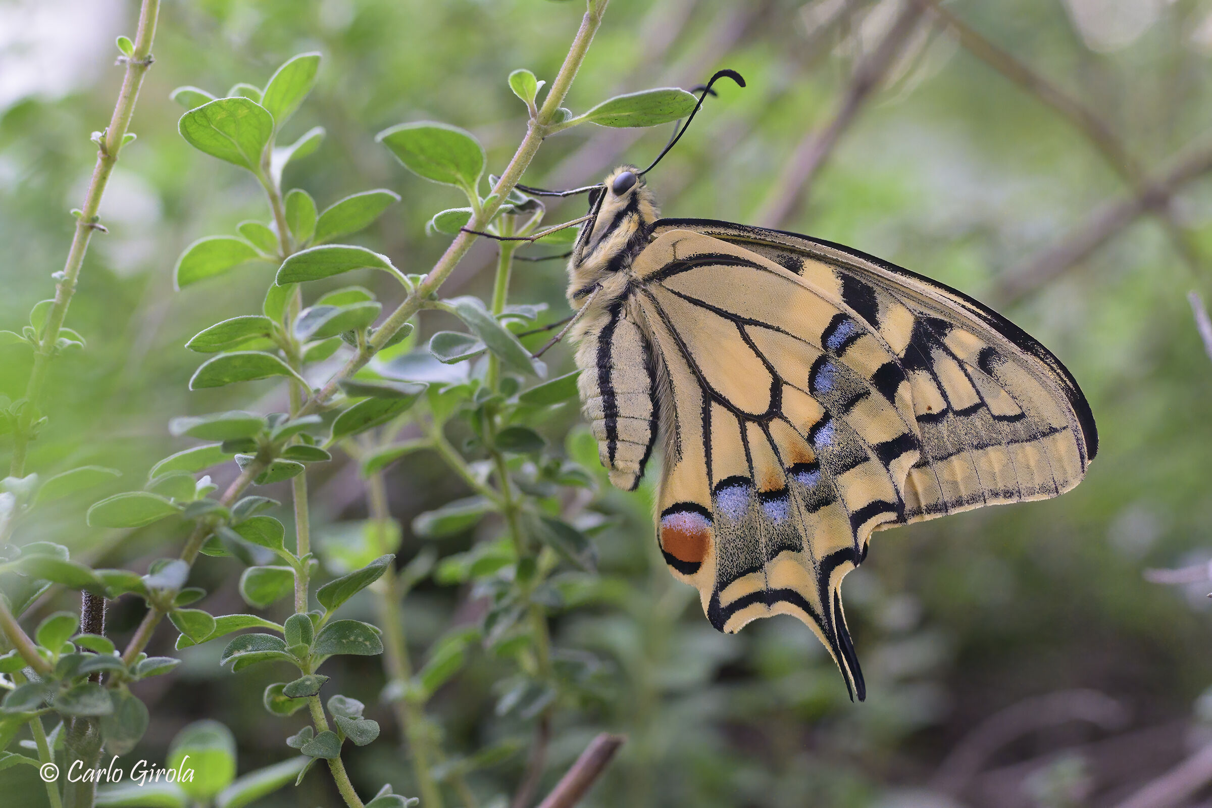 Macaone (Papilio machaon)