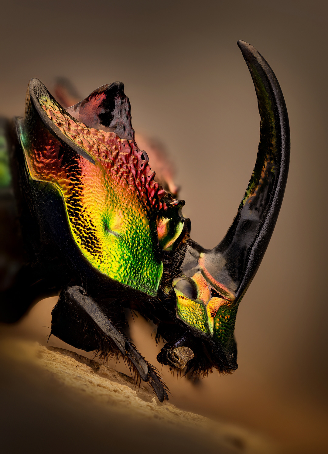 Phanaeus