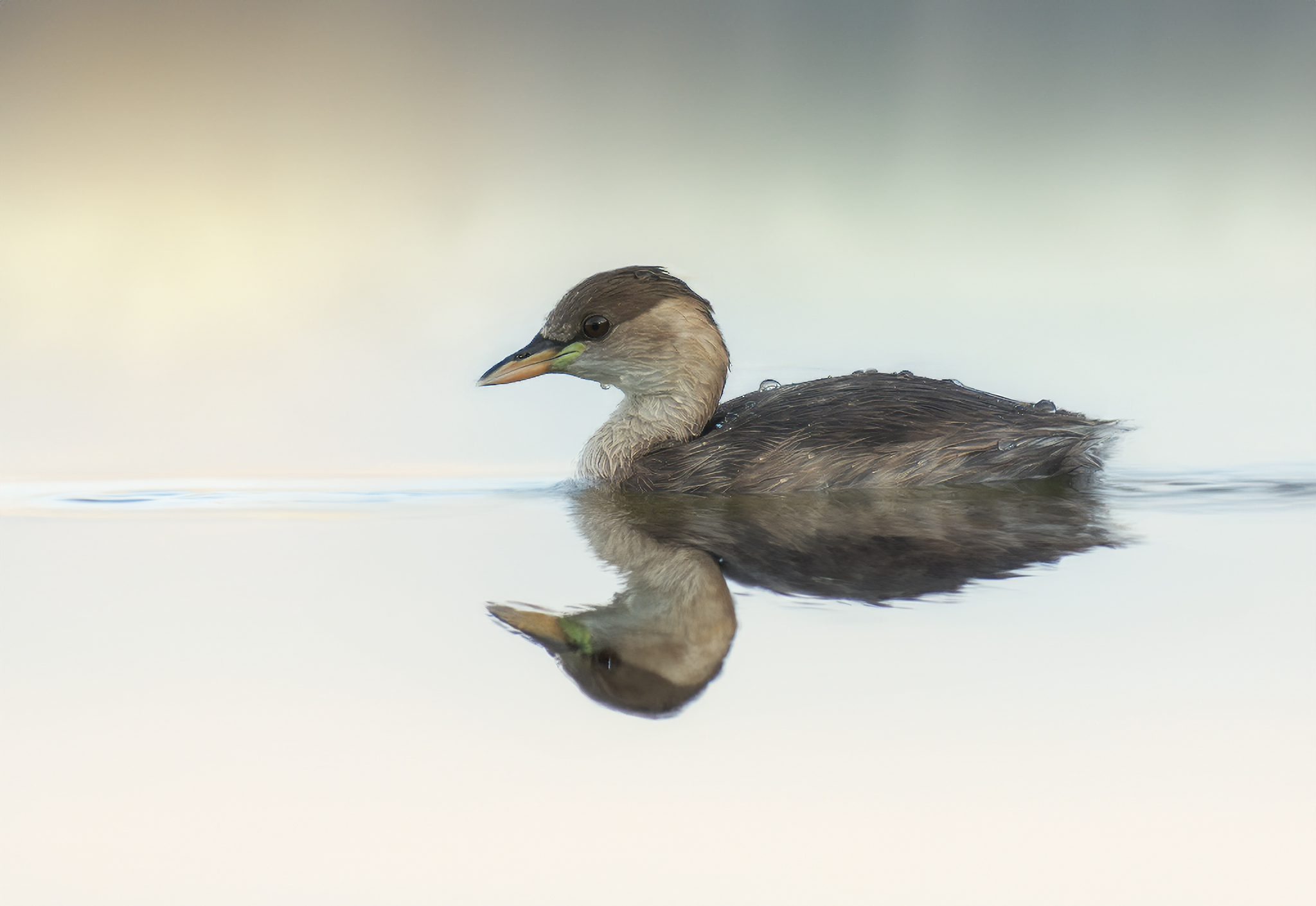 Dabchick
