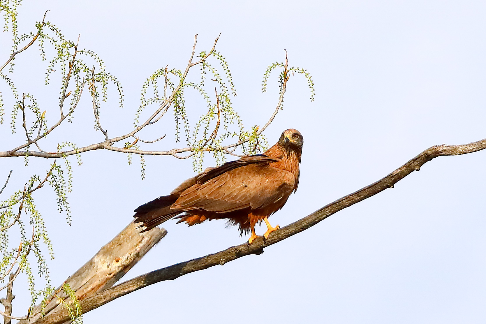 Nibbio bruno 29 marzo 2025 - 0357