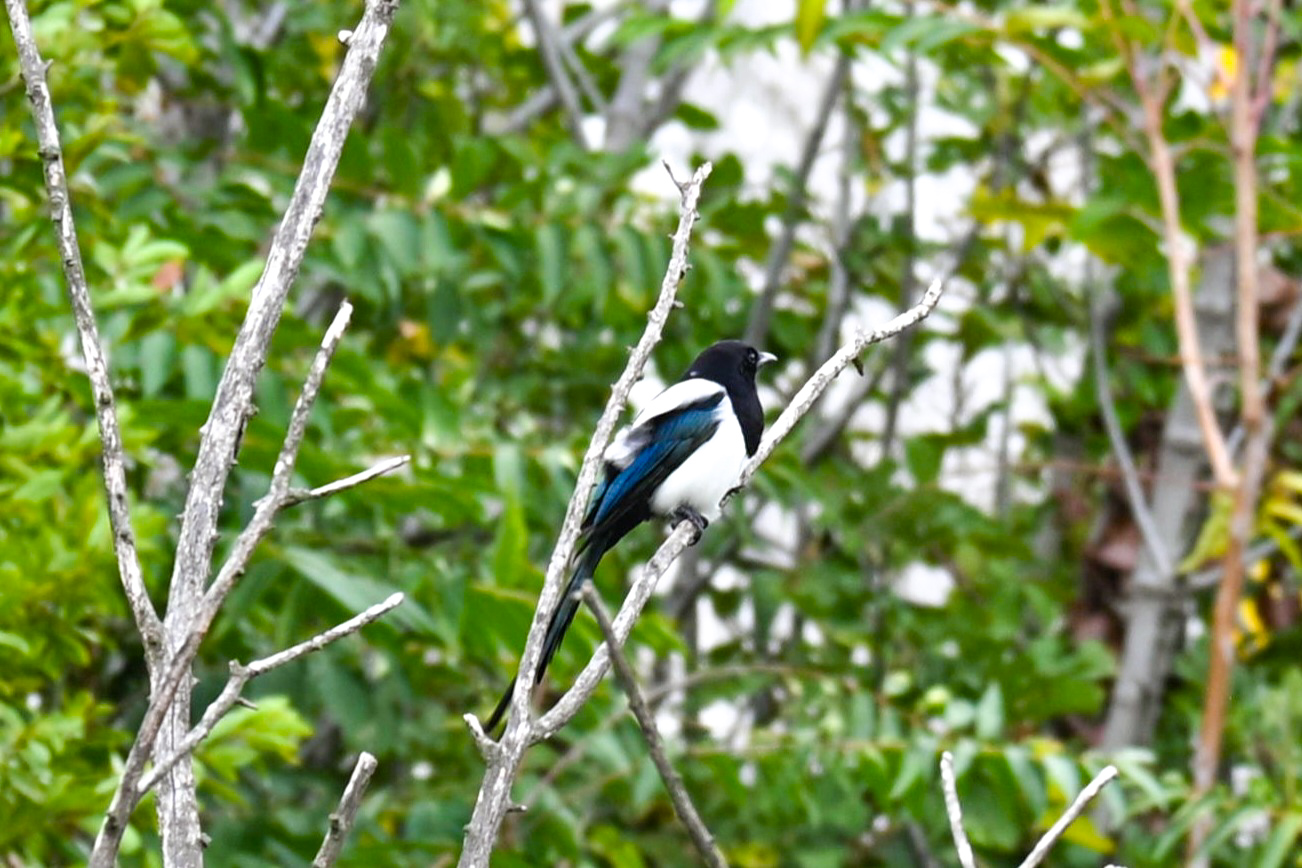 Gazza ladra a capodimonte