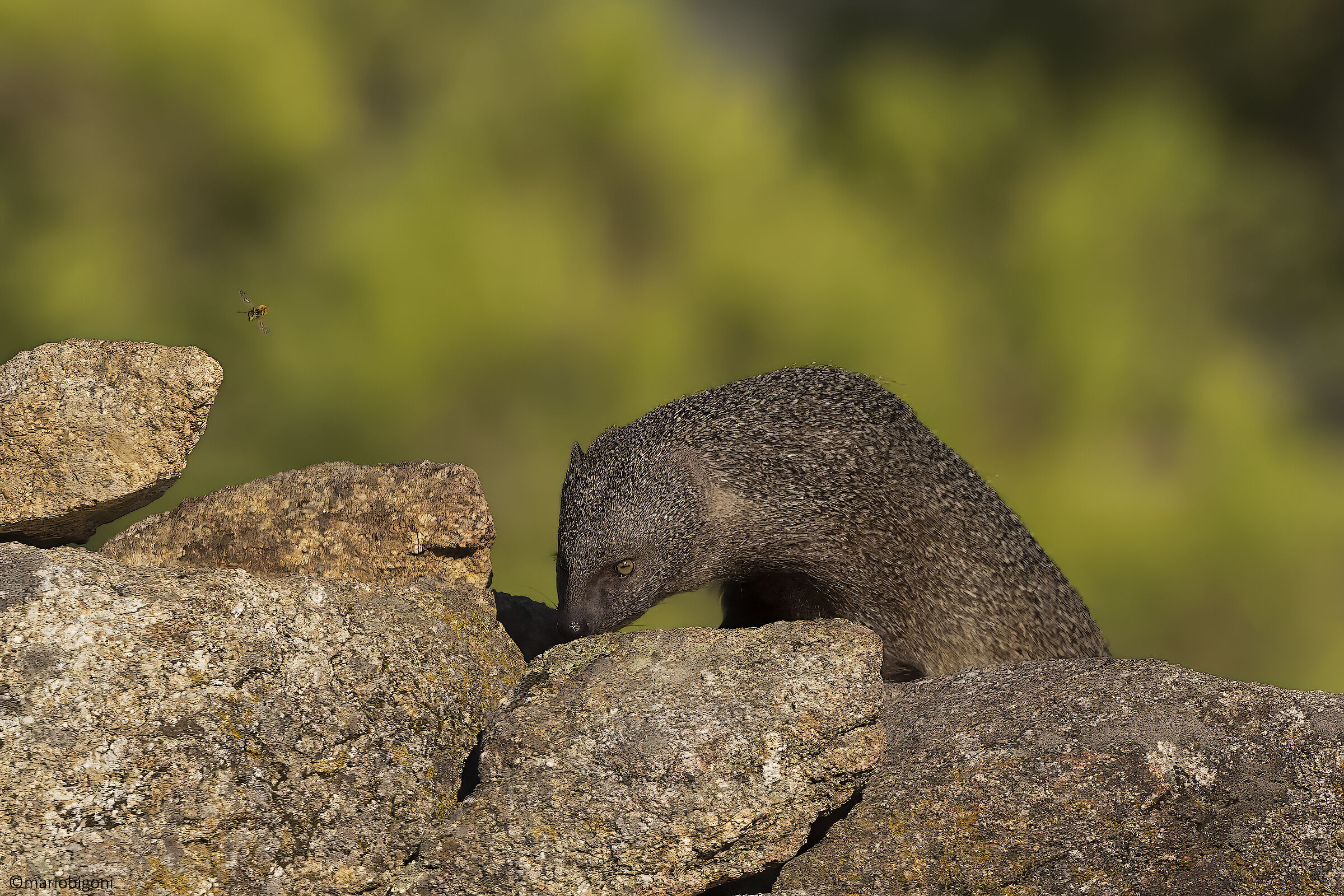 Mongoose