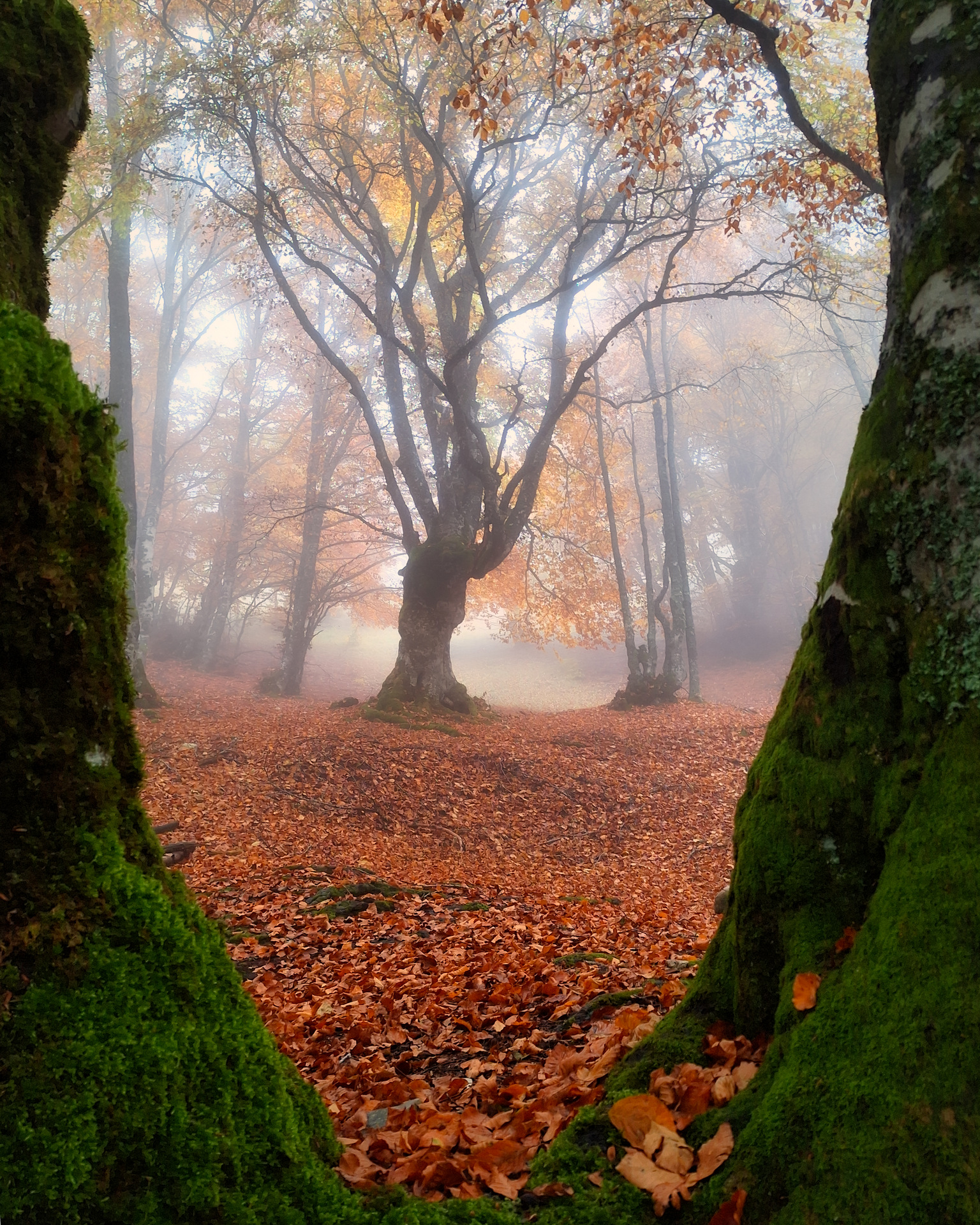 Sibillini - foliage a Castelluccio di Norcia