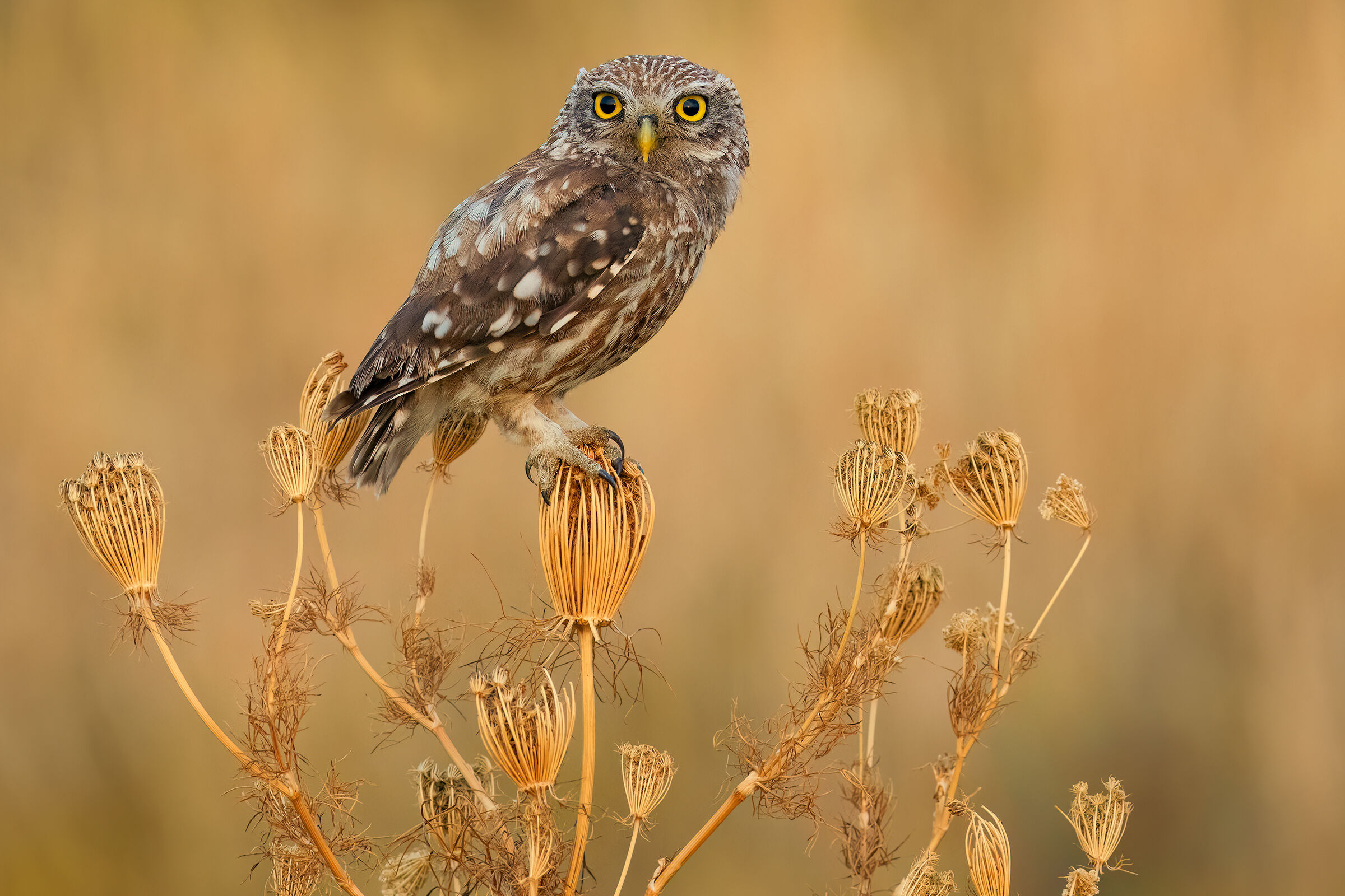owl