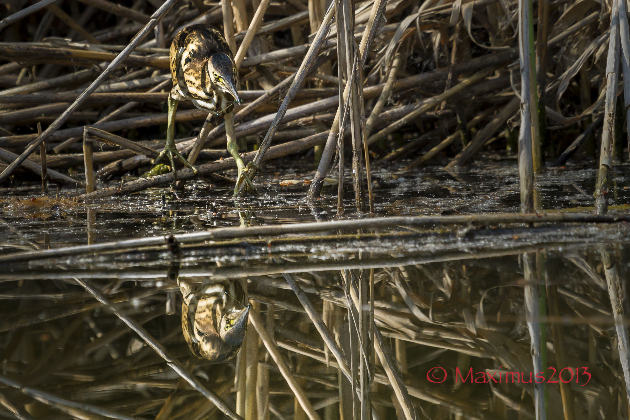 .. il tarabusino e la libellula blu ...