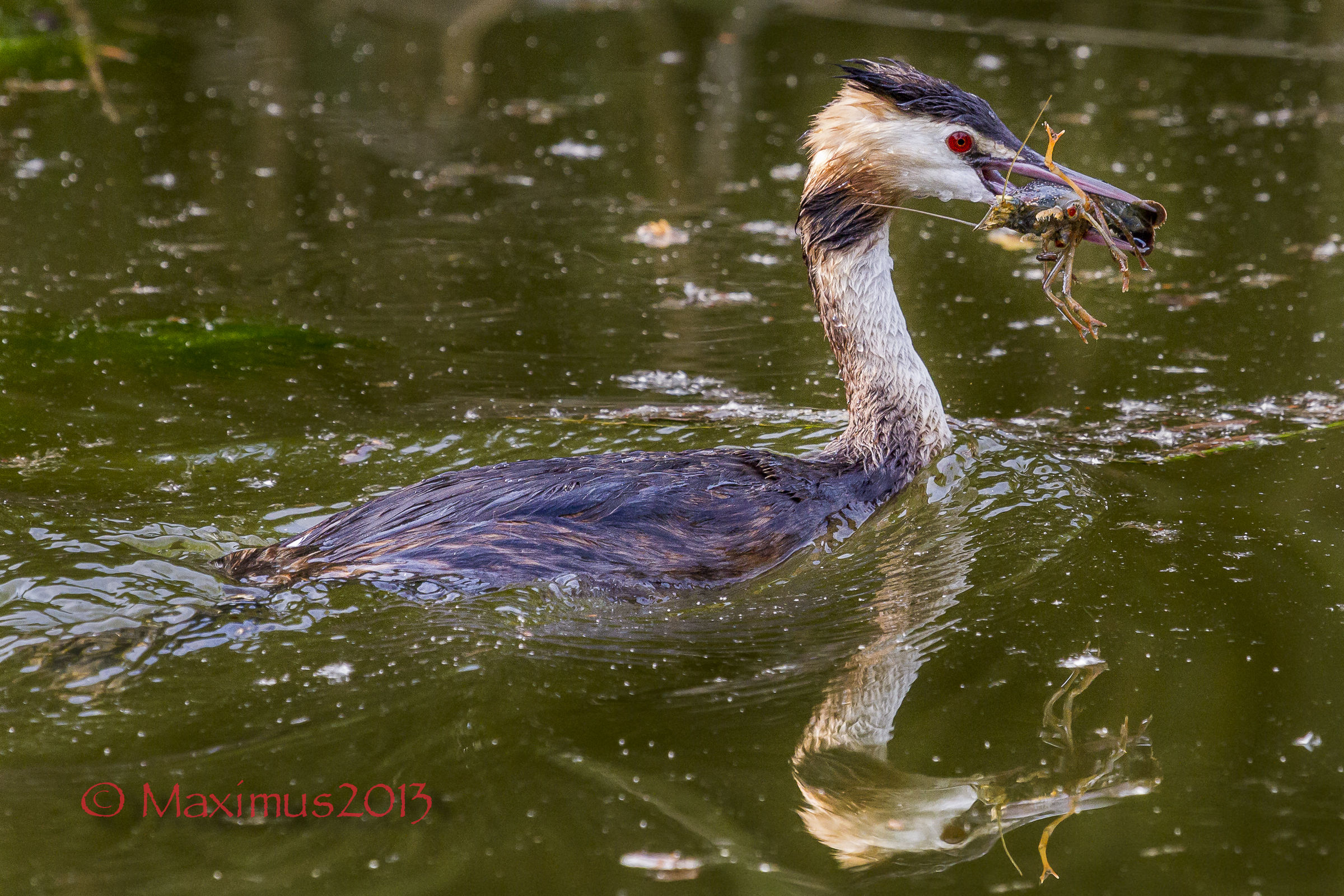 .. lo svasso e il gambero ..