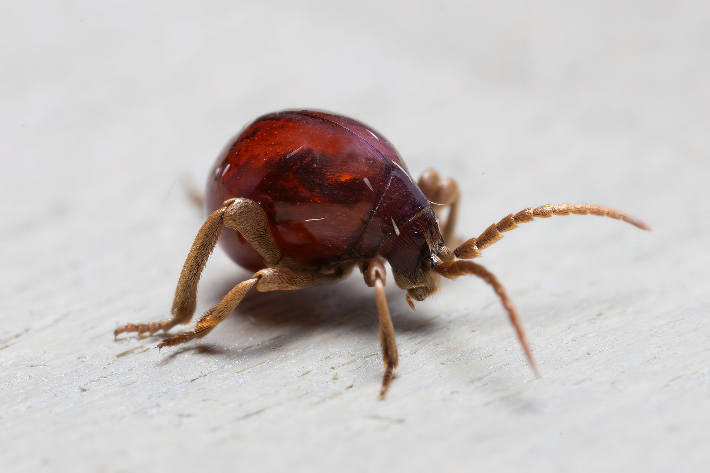 Gibbium psylloides, the unstoppable hunchback beetle