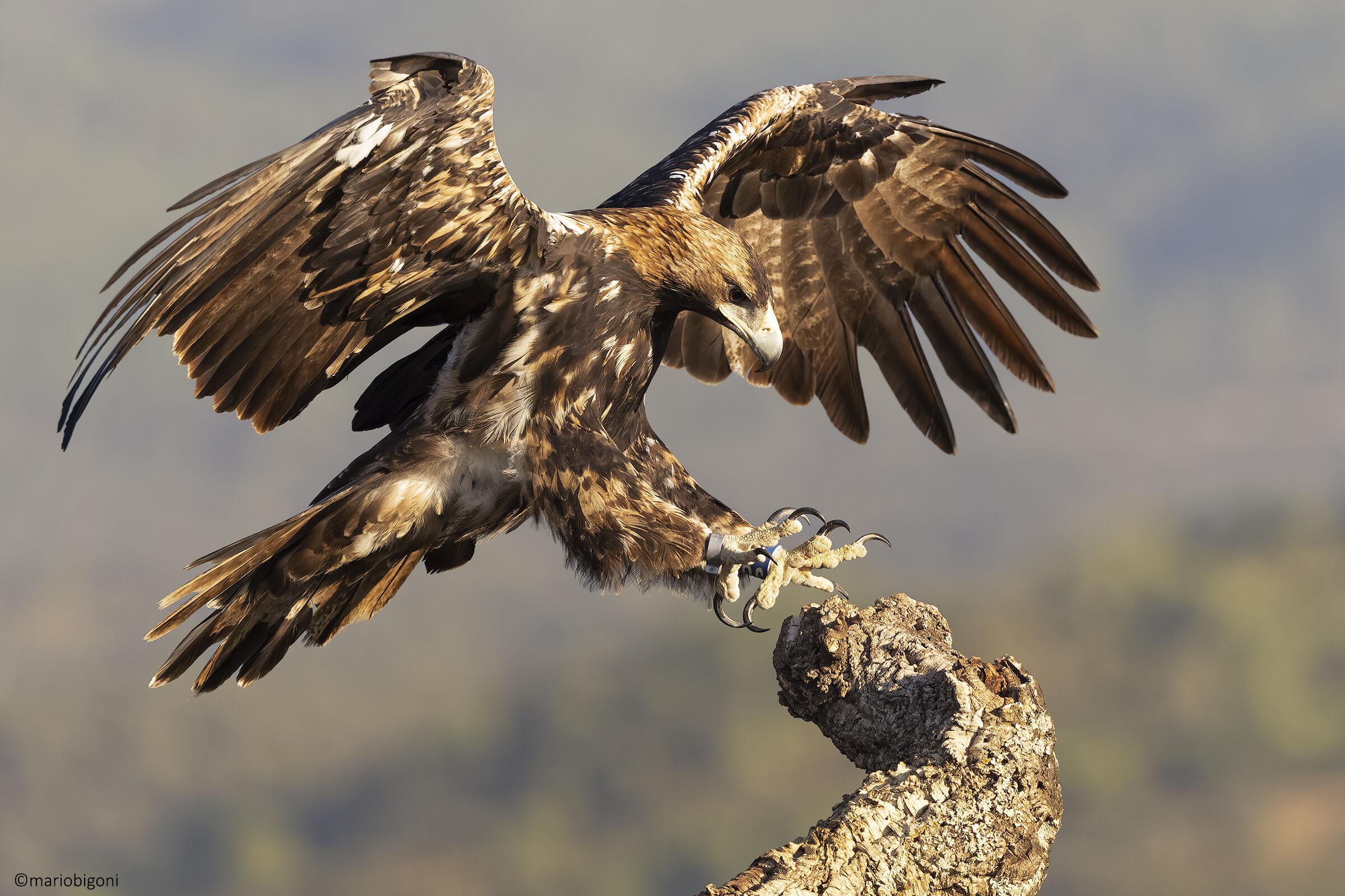 Imperial eagle