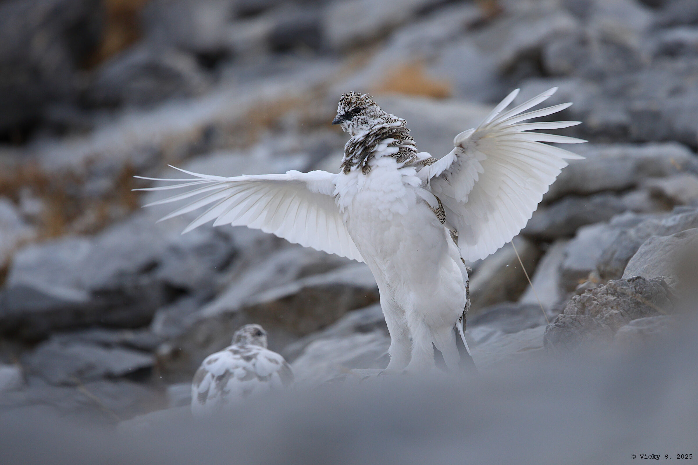 Alpine ptarmigan
