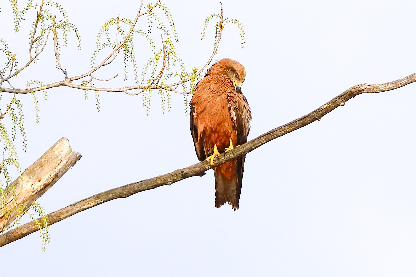 Nibbio bruno 29 marzo 2025 - 0365