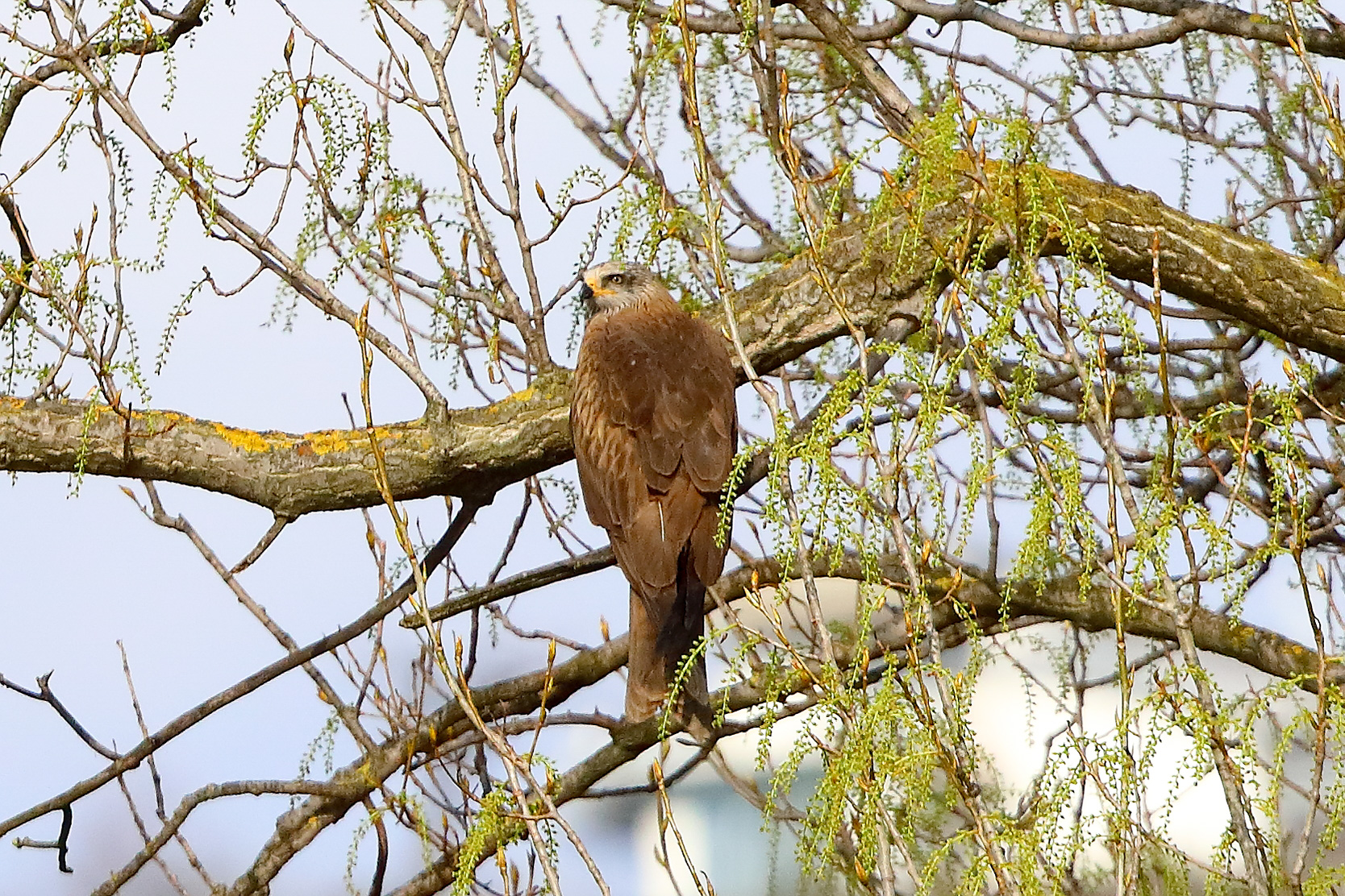 Nibbio bruno 29 marzo 2025 - 0368