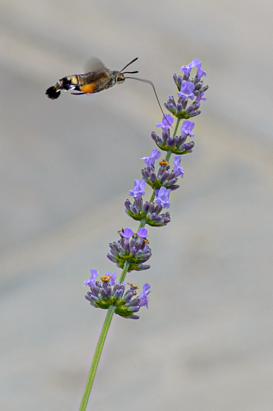Sfinge colibrì e lavanda