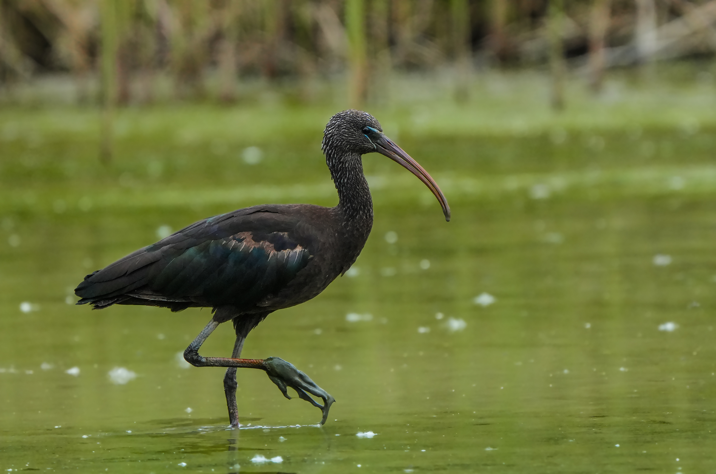 glossy ibis