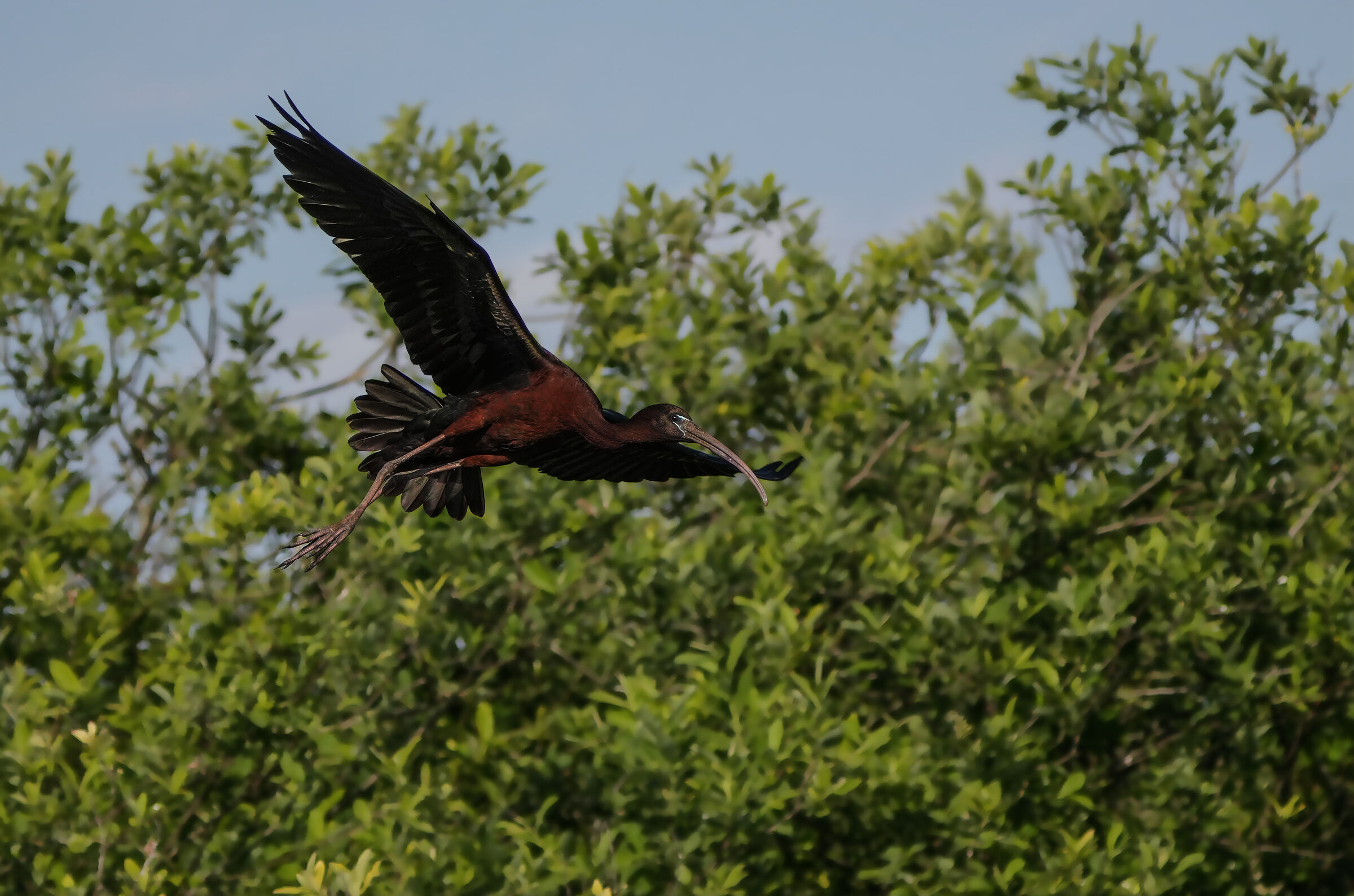 glossy ibis... The flight