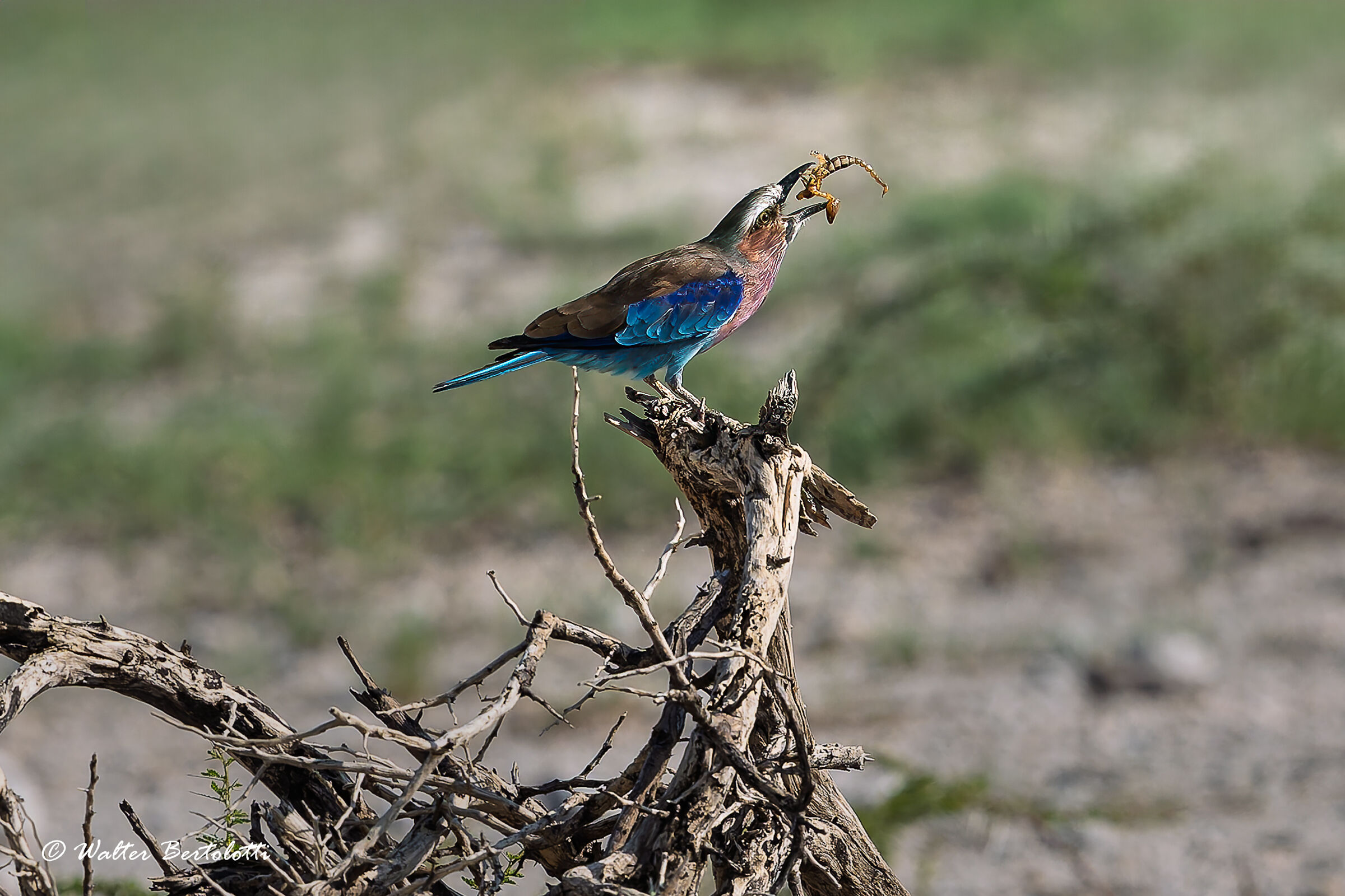 la ghiandaia e lo scorpione