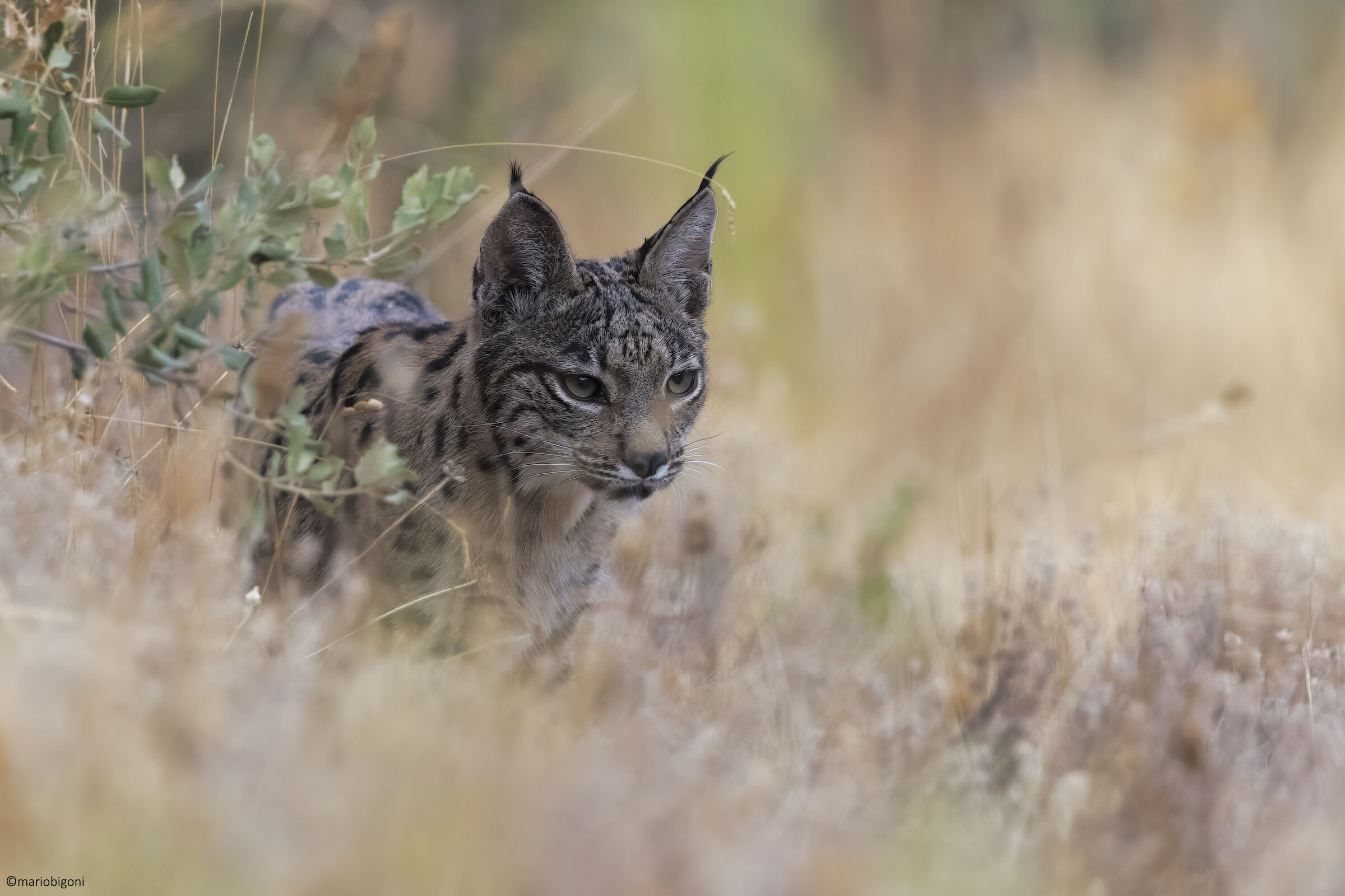 Giovane Lince