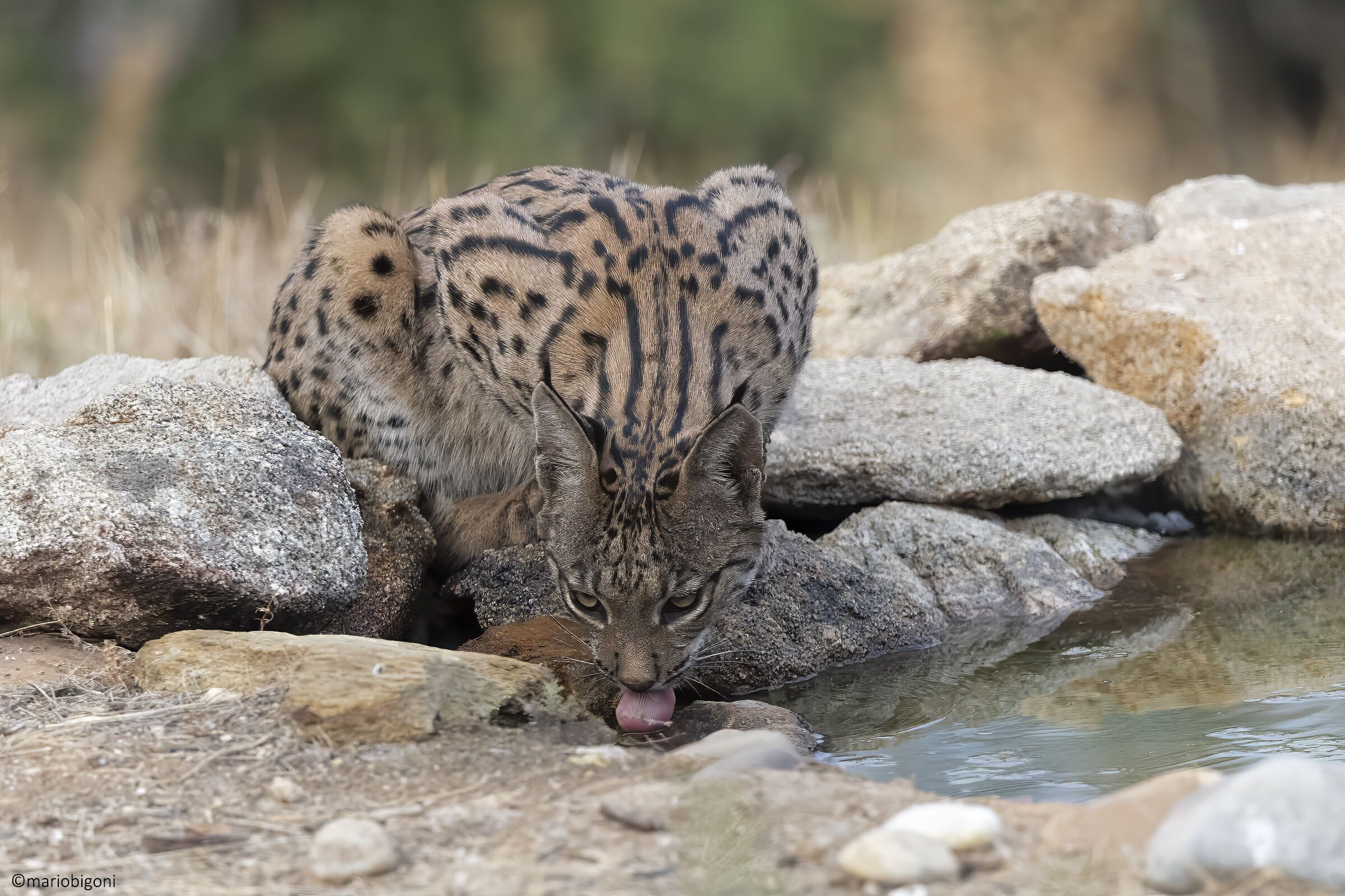 Giovane Lince