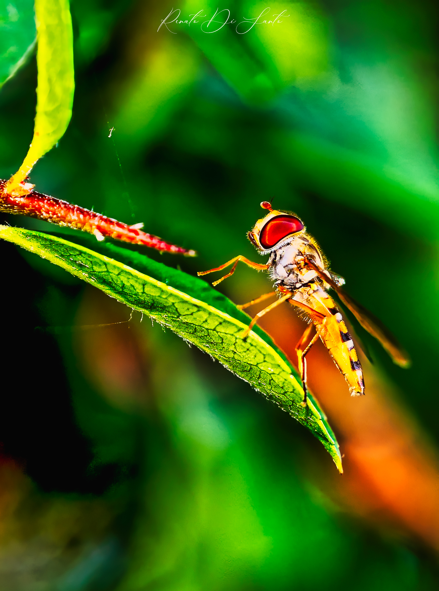 On an autumn leaf