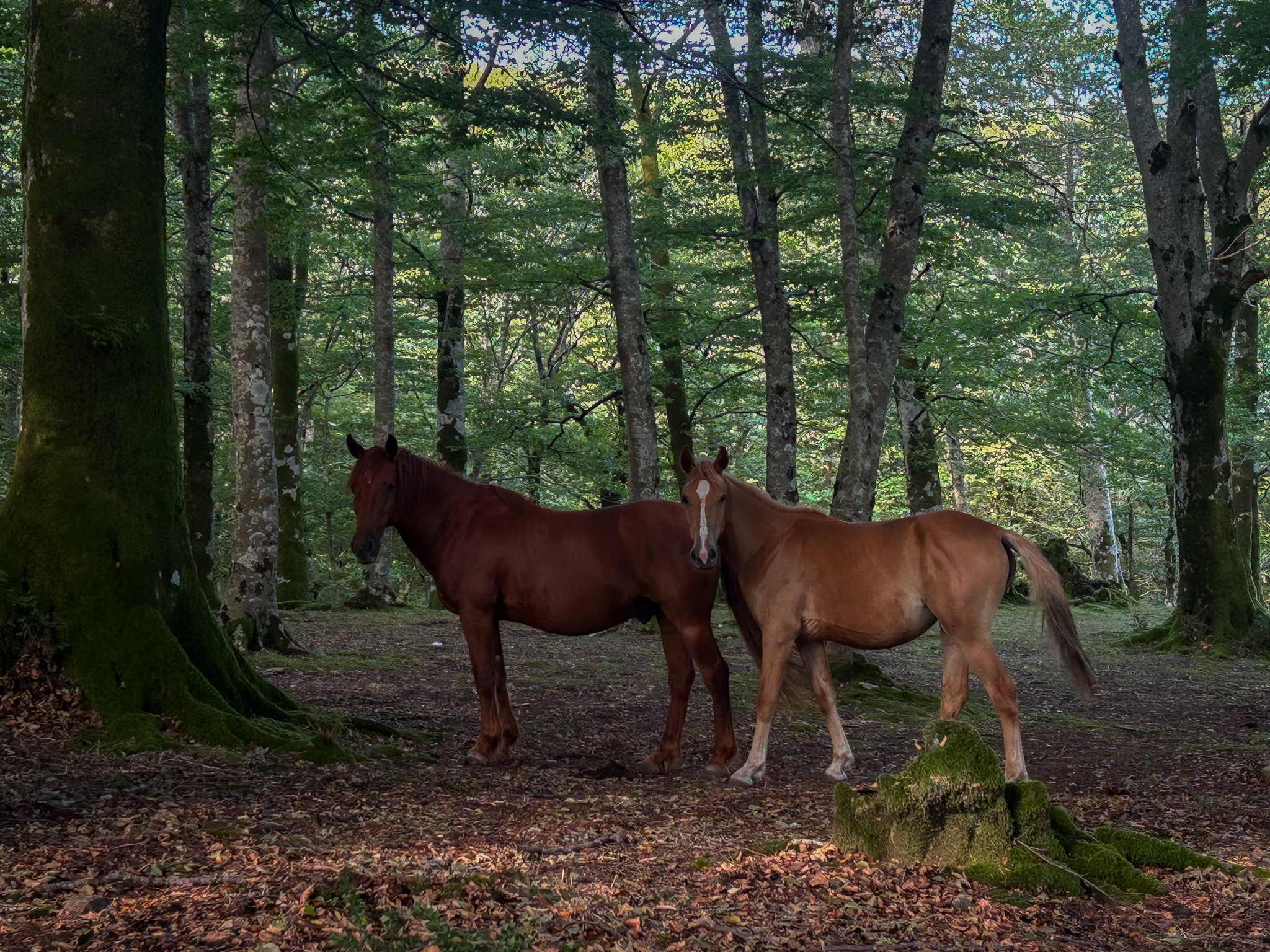 Wild and free...