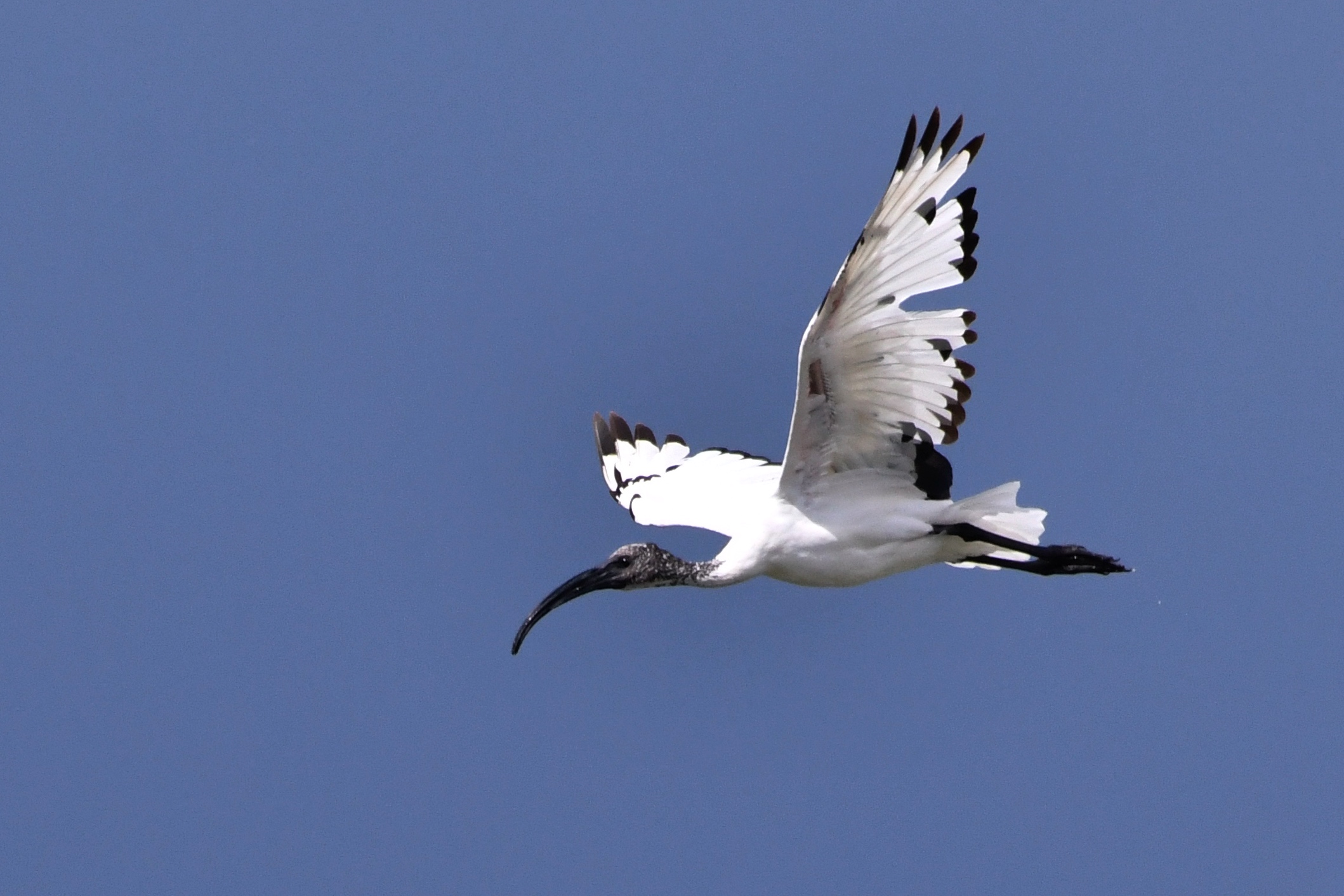 Ibis