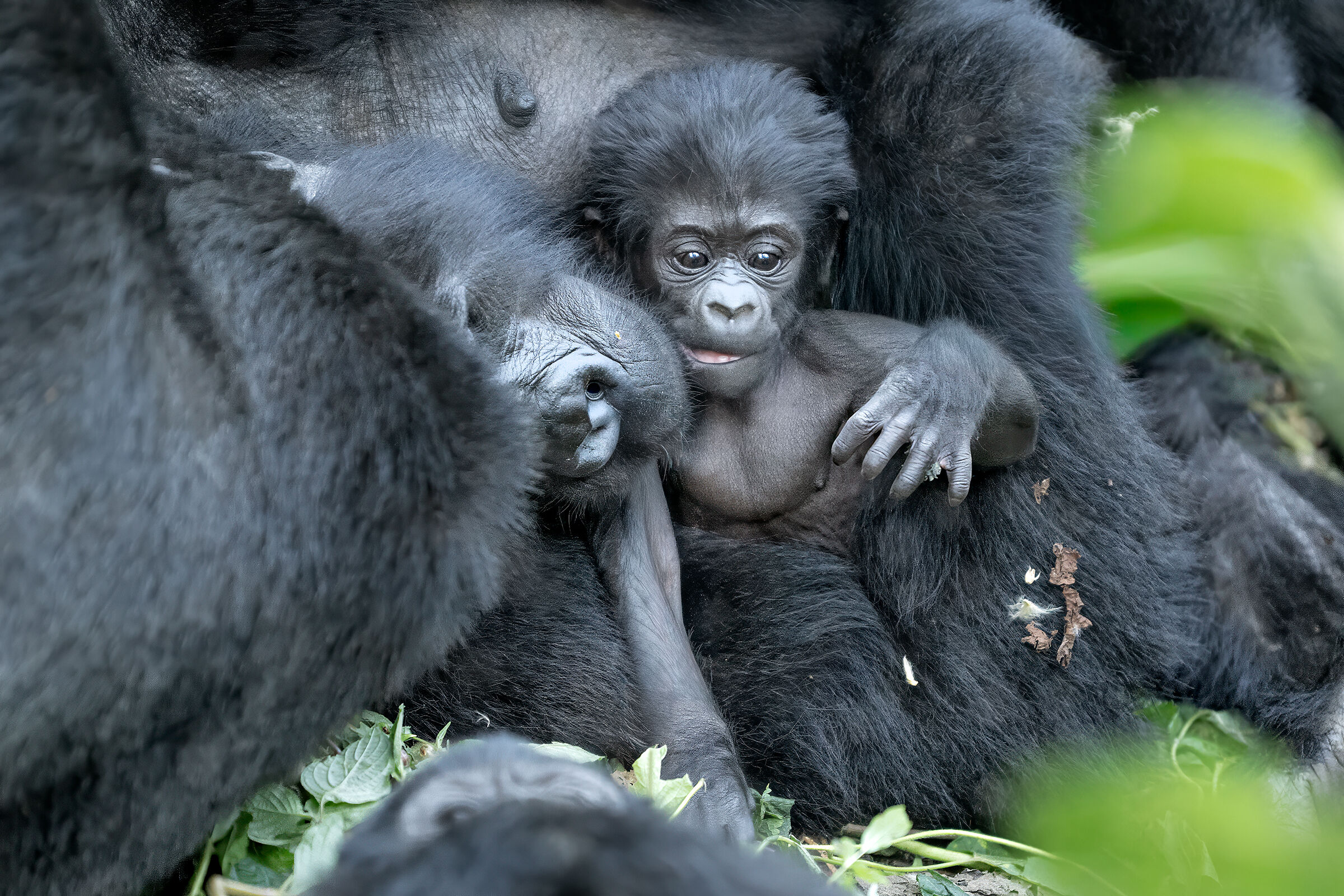 The baby in the jungle