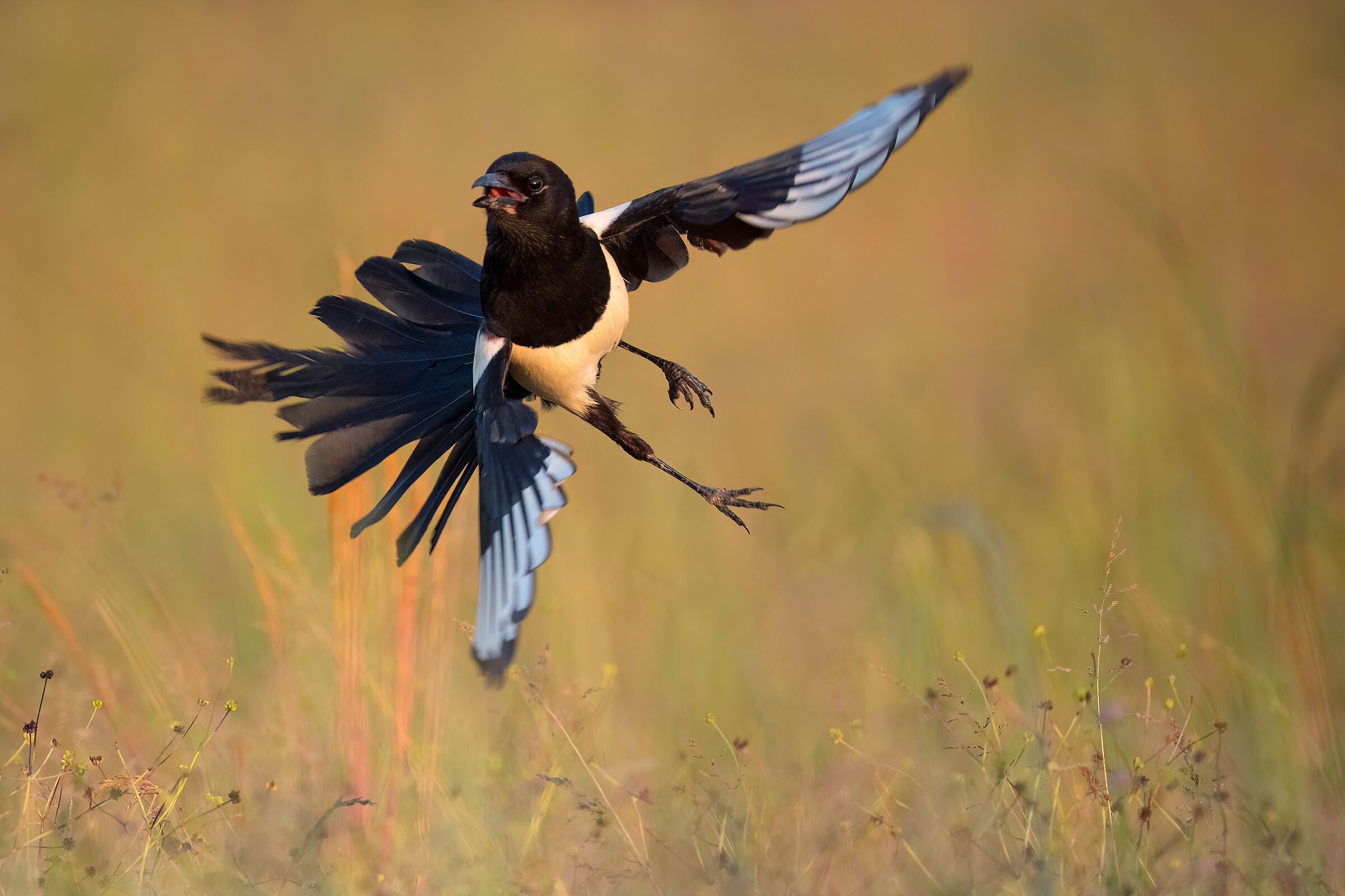 magpie