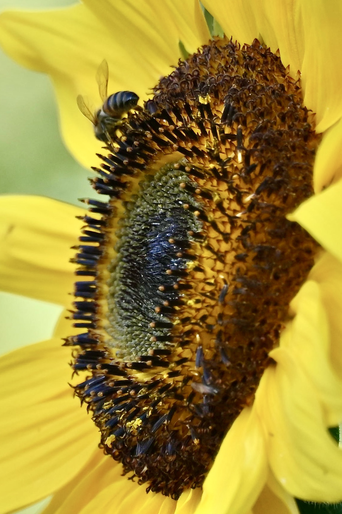 Sunflower with guest