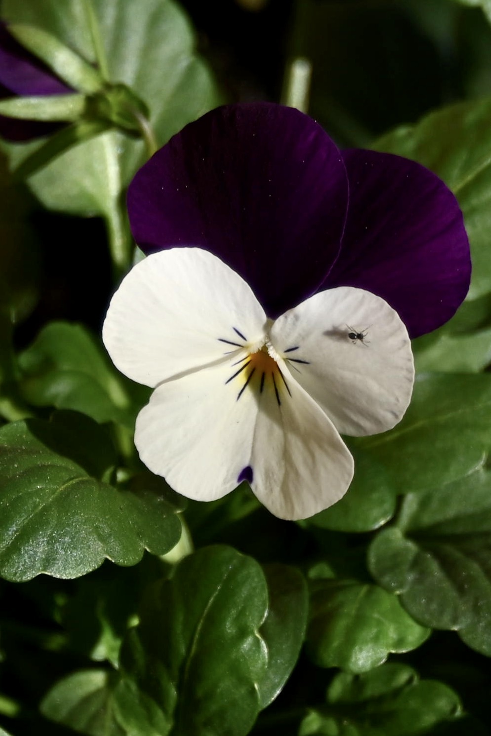 Violets