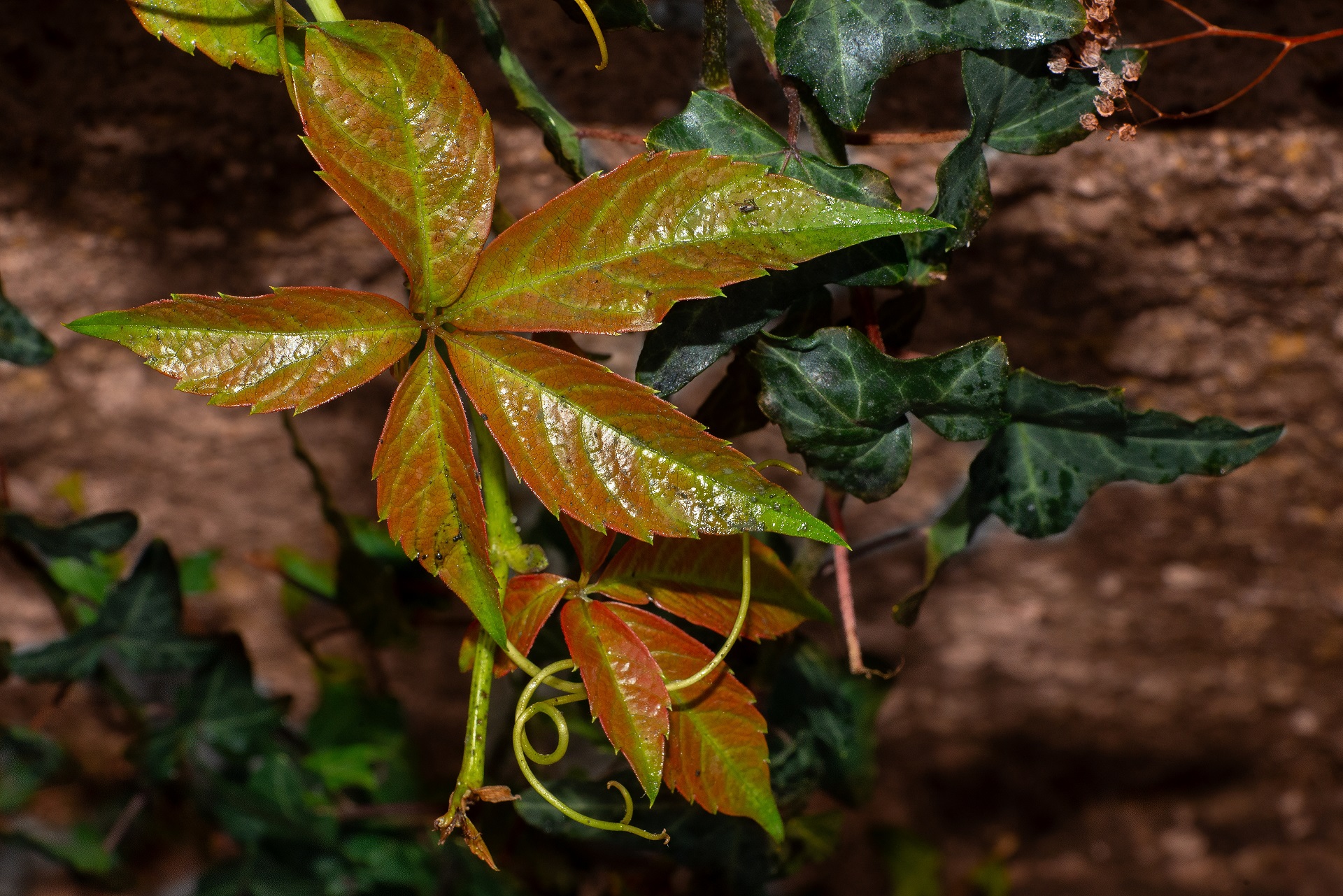 Ivy climbing