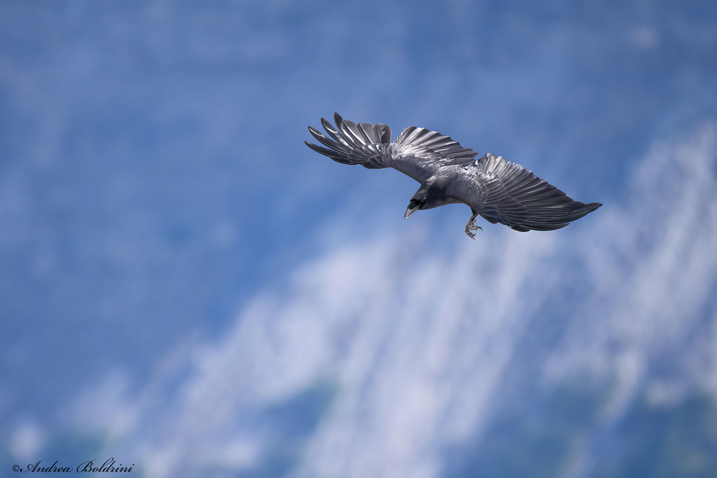 Raven