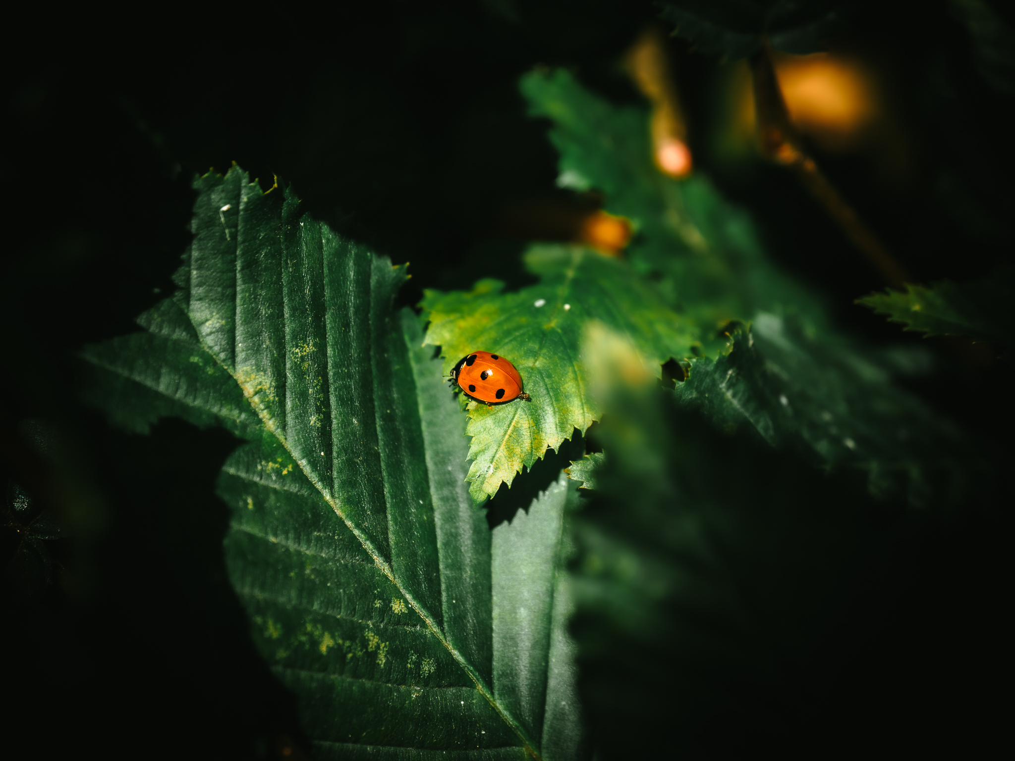 Ultimi bagliori di sole