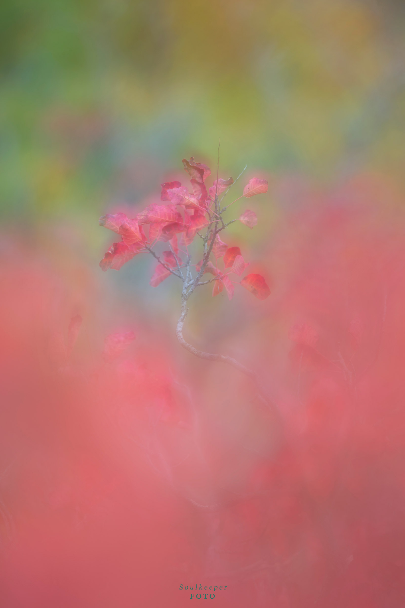 What remains of autumn.