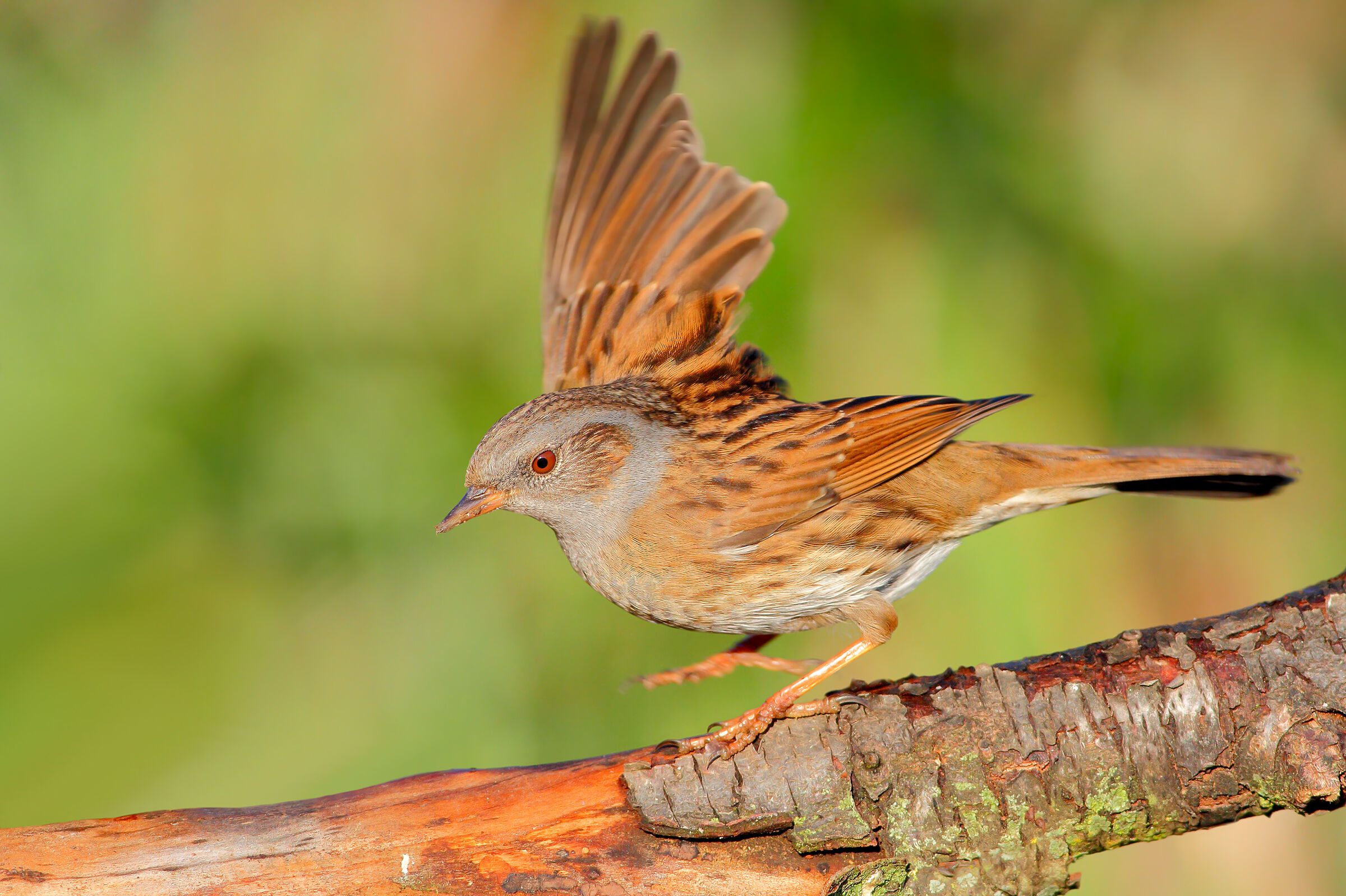 Passera scopaiola.