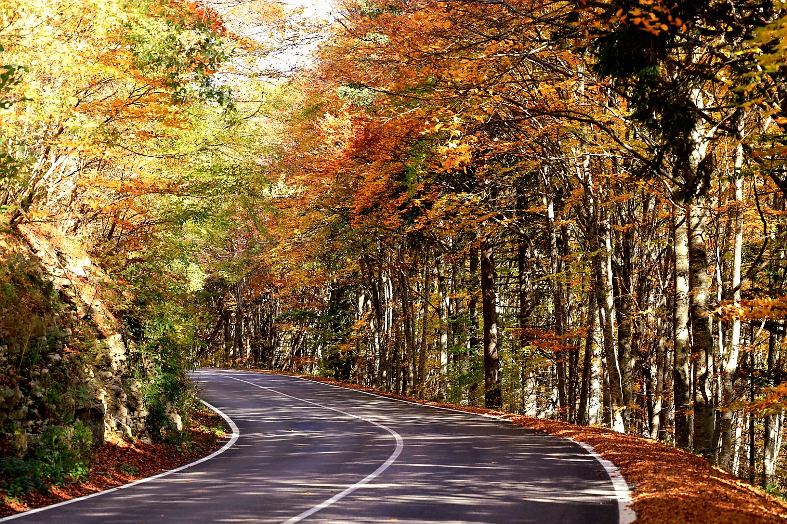 una strada nel bosco