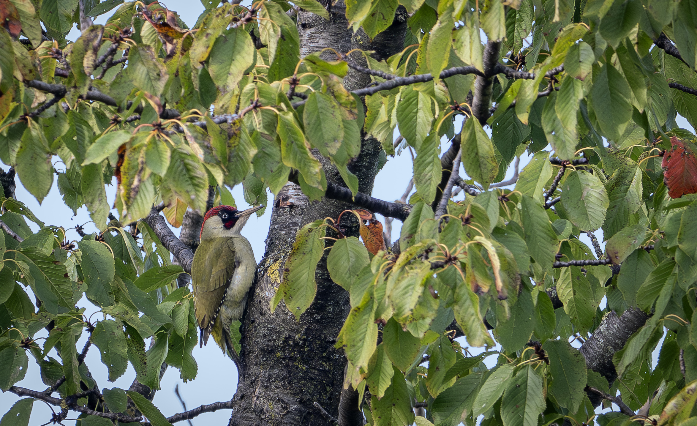 Green Woodpecker Shed
