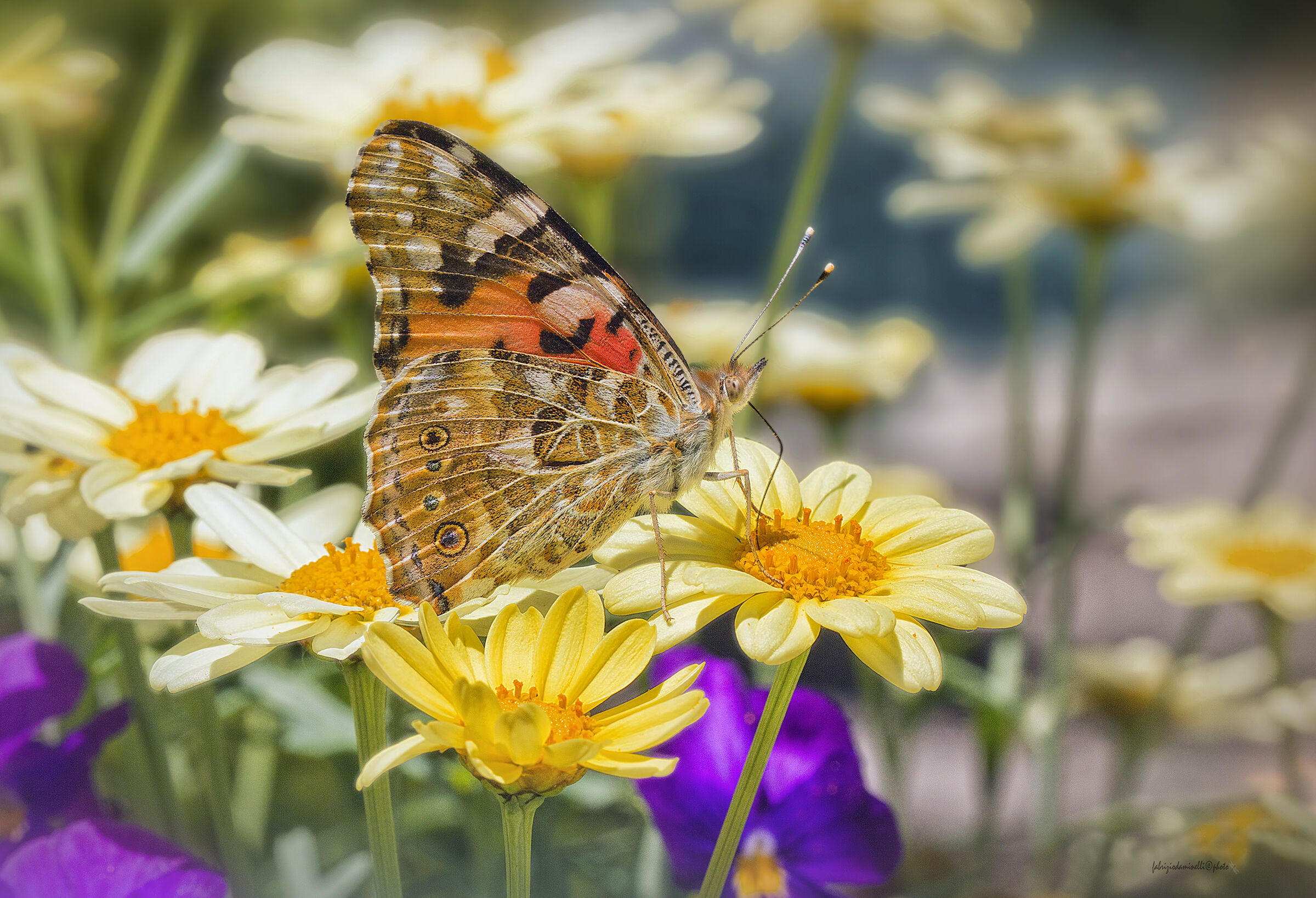 Vanessa cardui